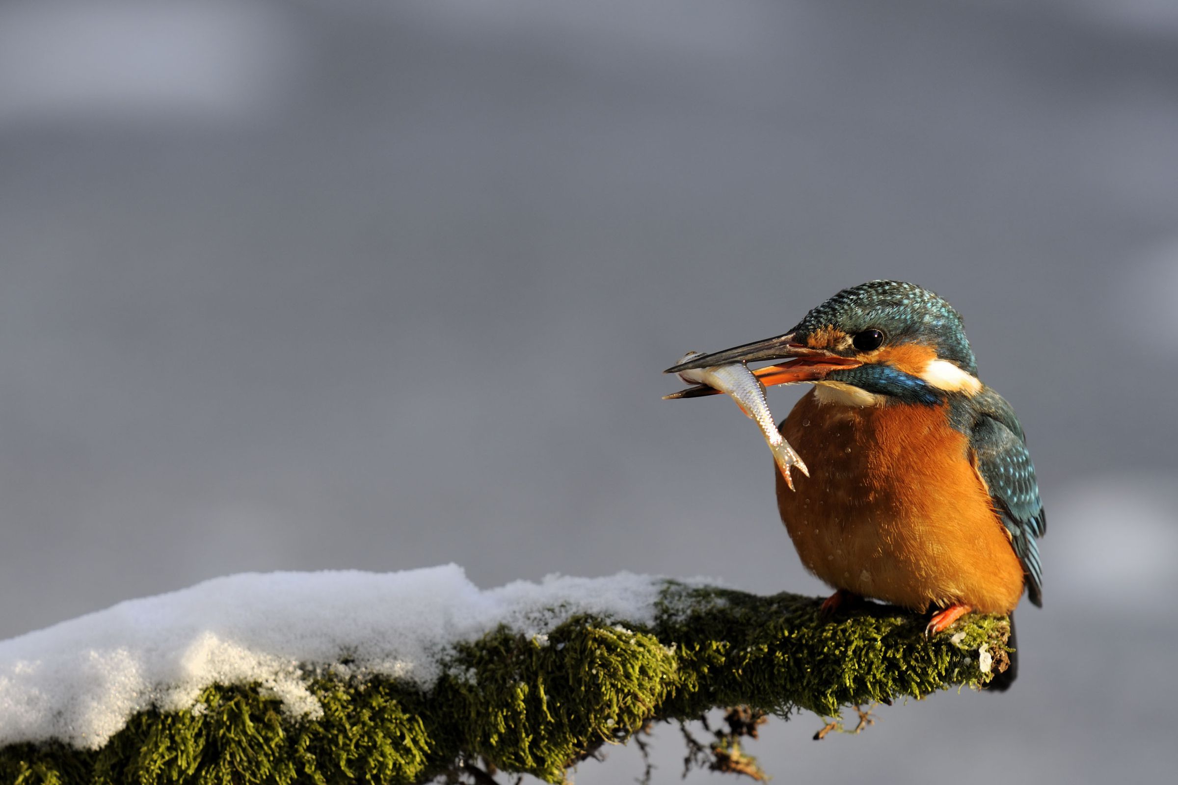 Profitiert von Flussrenturierungen: der Eisvogel (Foto: Ralph Frank) Ein Vogel mit schwarz-blau getüpfeltem Rücken und orange-roten Bauch sitzt auf einem schneebedeckten und bemoosten Ast. Der Eisvogel profitiert von Flussrenaturierungen. (Foto: Ralph Frank)