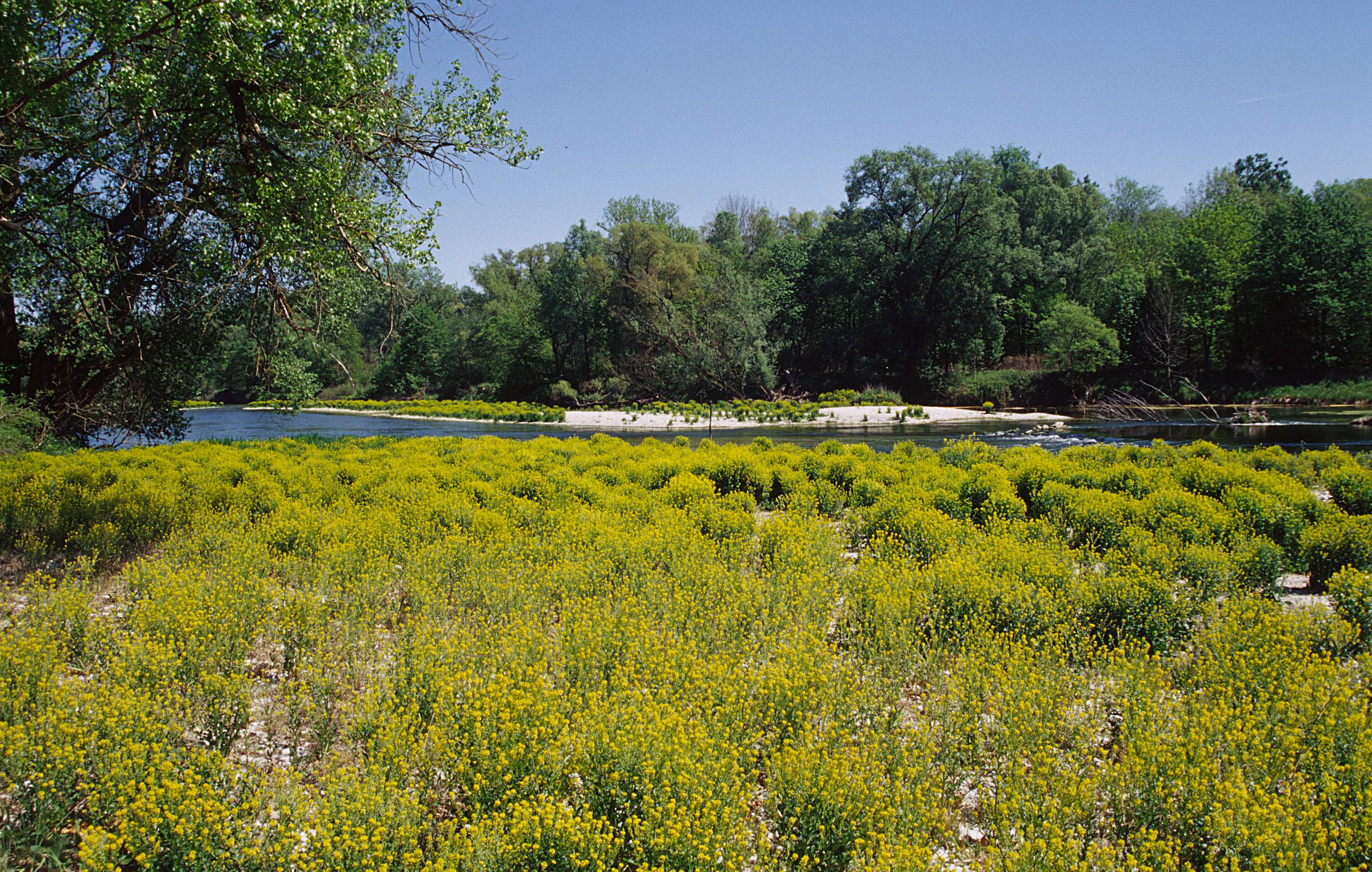 Kiesbank an der Isar bei Freising (Foto: Wolfgang Willner) Eine Kiesbank bewachsen mit gelben Pflanzen, im Hintergrund sieht man einen Fluss und dichten Wald. Hier hat die Isar von der Flussrenaturierung profitiert. (Foto: Wolfgang Willner)