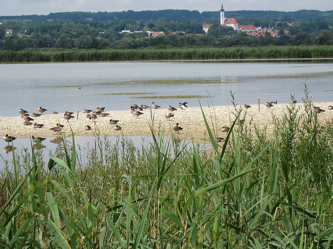 Die gerettete Ammersee-Südspitze mit Vögeln auf einer Kiesbank, im Hintergrund ein Dorf mit einer großen Kirche. Dank BN ist die Ammersee-Südspitze ein Vogelparadies (Foto: hofbauer-birding.de)