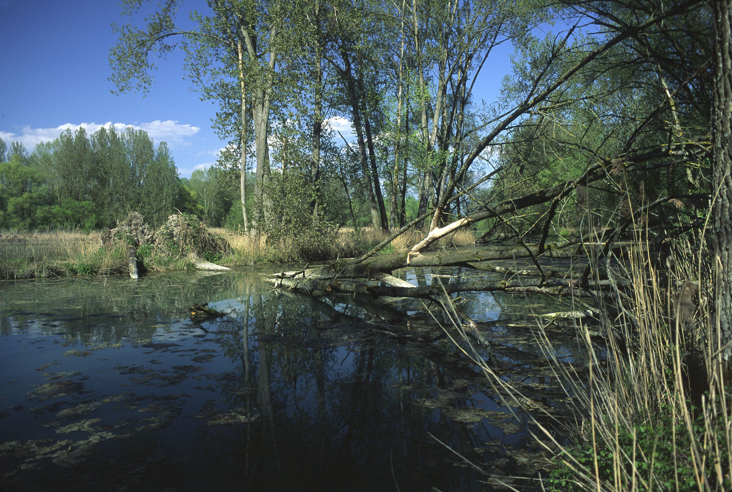 Ein großer Baumstamm liegt in einem stillen Gewässer, die Wurzelteller ragen am Ufer auf. (Foto: Wolfgang Willner)