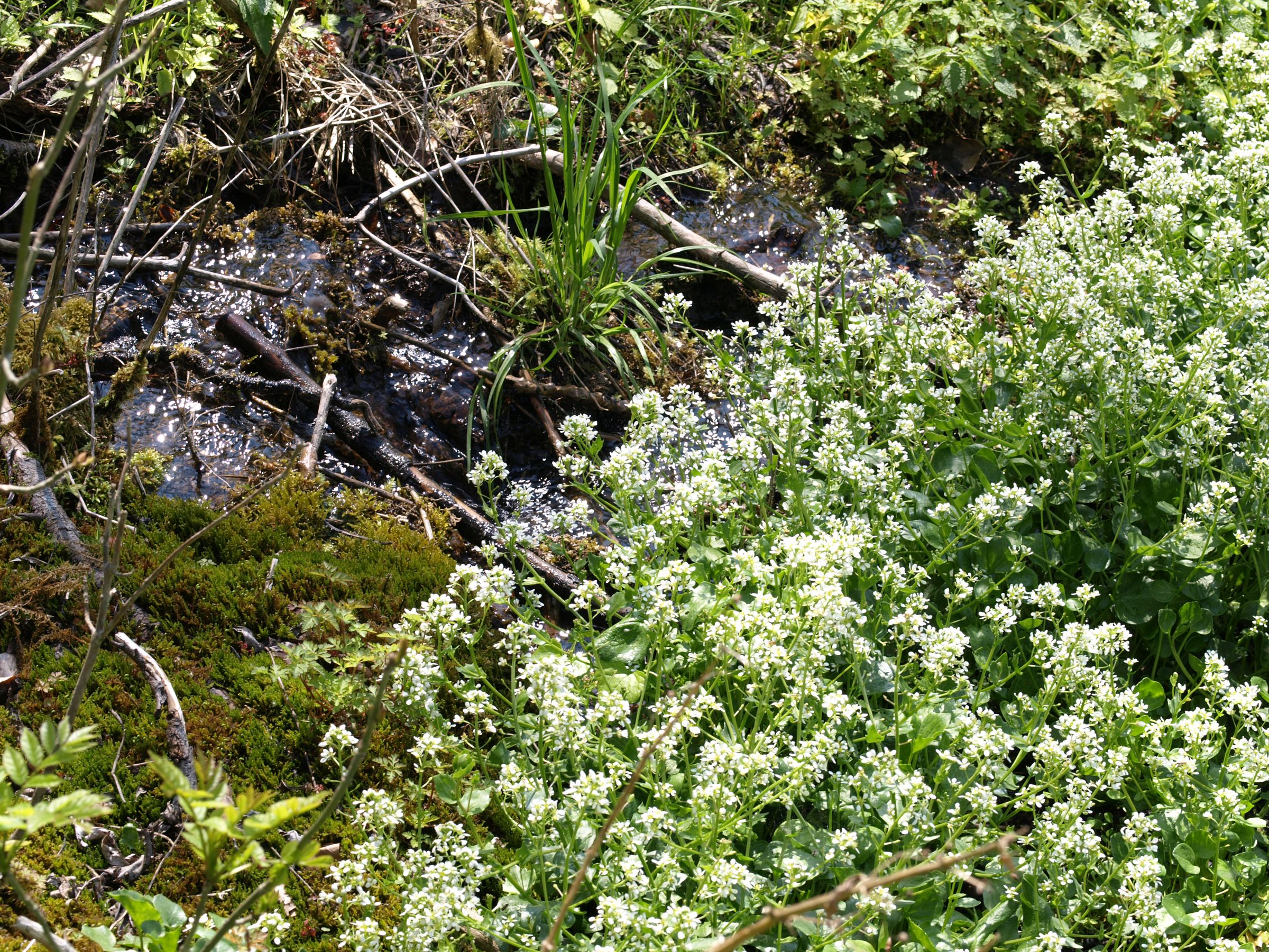 Wasser fließt durch Moorpolster und Gräser, am Rand wachsen weiße Pflanzen. Das Bayerische Löffelkraut ist ein typischer Bewohner von Quellen. (Foto: German Weber)