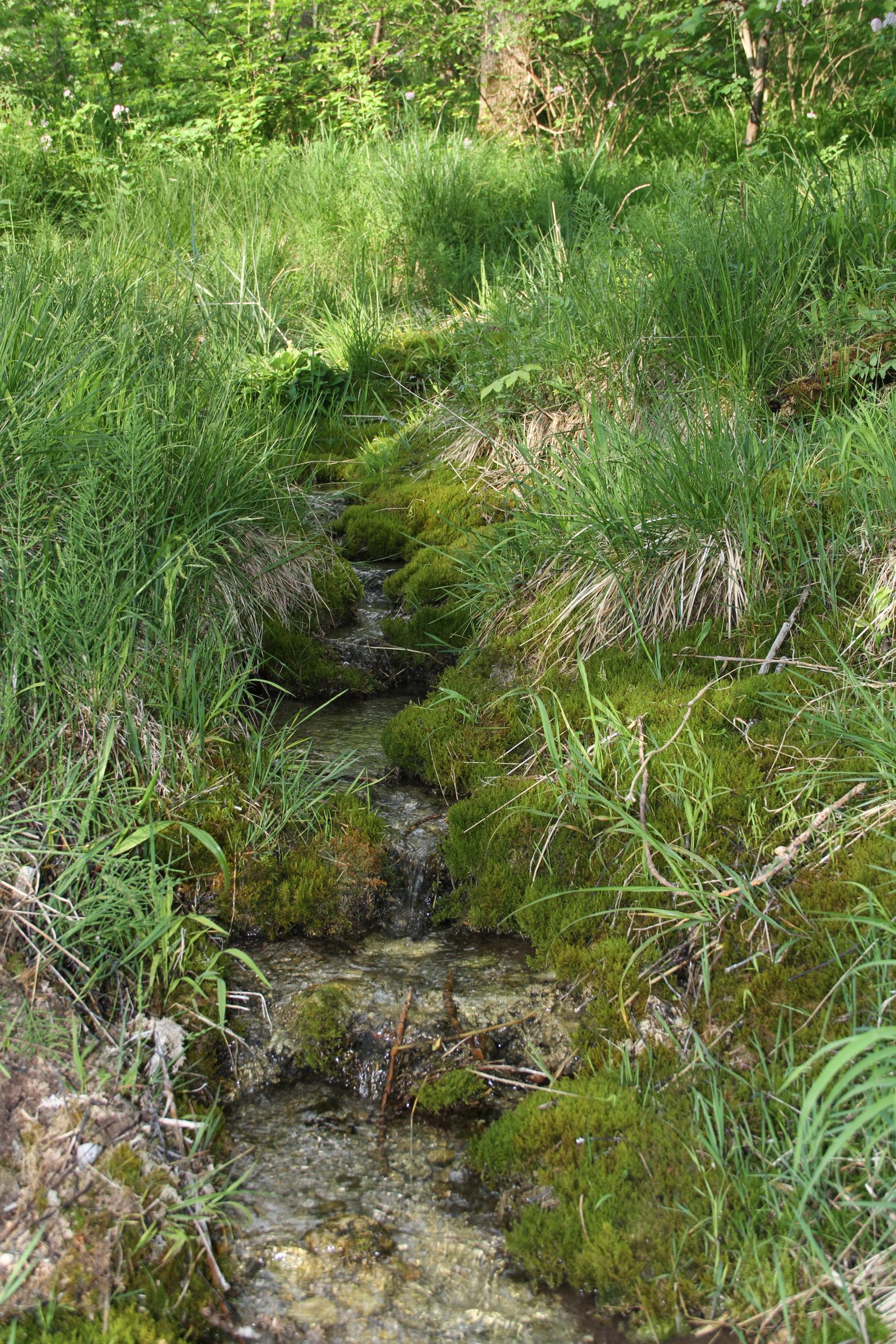 Ein Bächlein fließt durch Moospolster und Gräser - eine typische Quelle in Bayern (Foto: Peter Harsch)