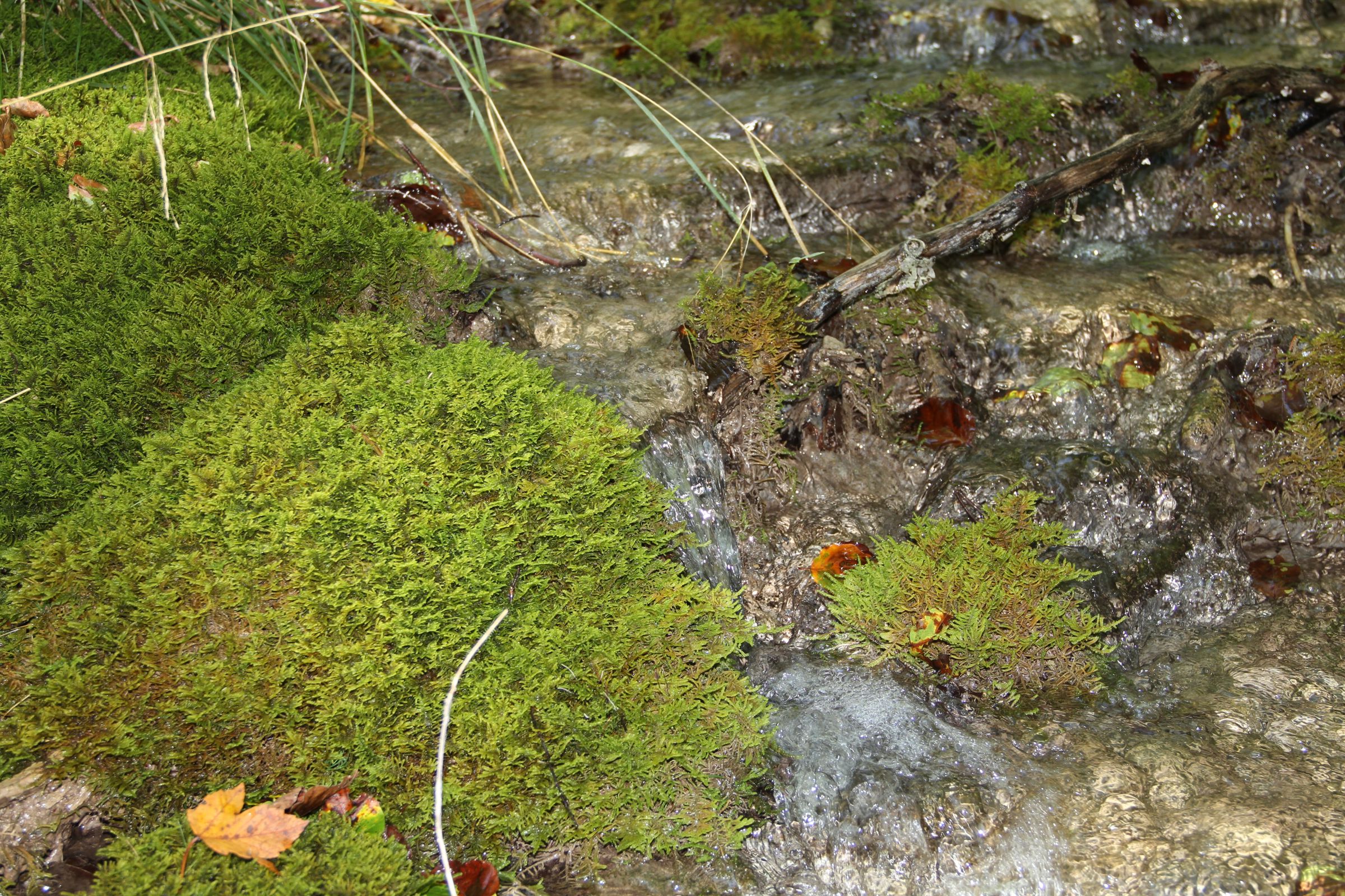 Wasser fließt durch Moospolster, eine typische Fließquelle. (Foto: Peter Harsch)