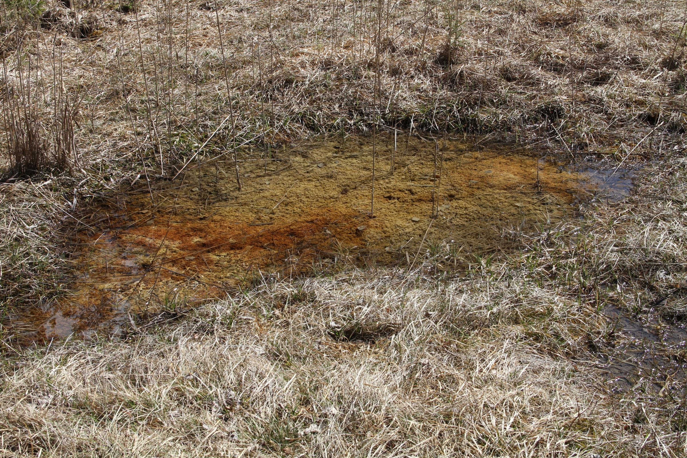 Eine kleine Wasserlache umgeben von trockenem Gras, eine typische Tümpelquelle (Foto: Peter Harsch)