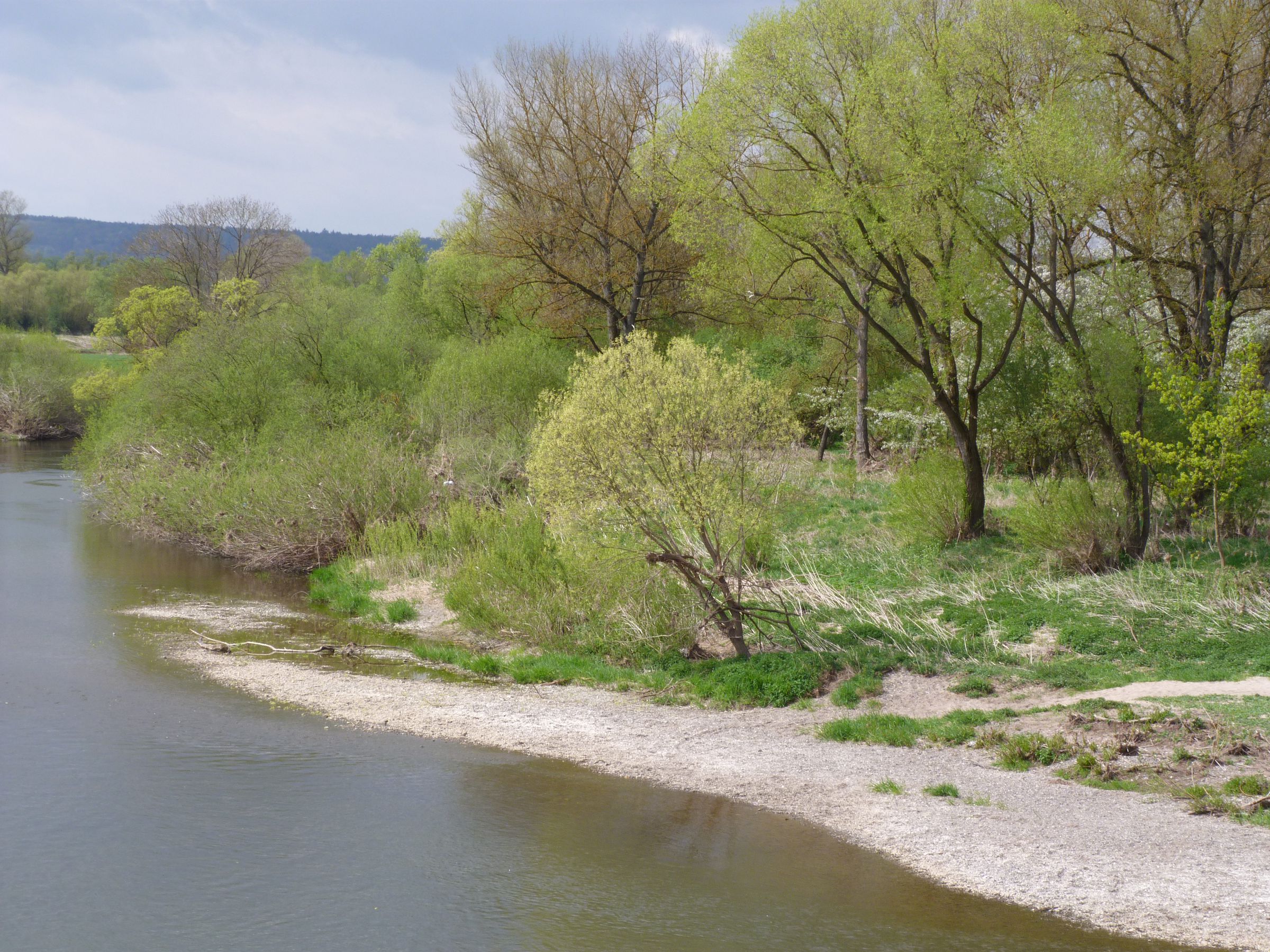 Bewachsene Kiesbänke säumen einen Fluss – die Renaturierung des Mains zeigt Wirkung (Foto: Guido Bauernschmitt)