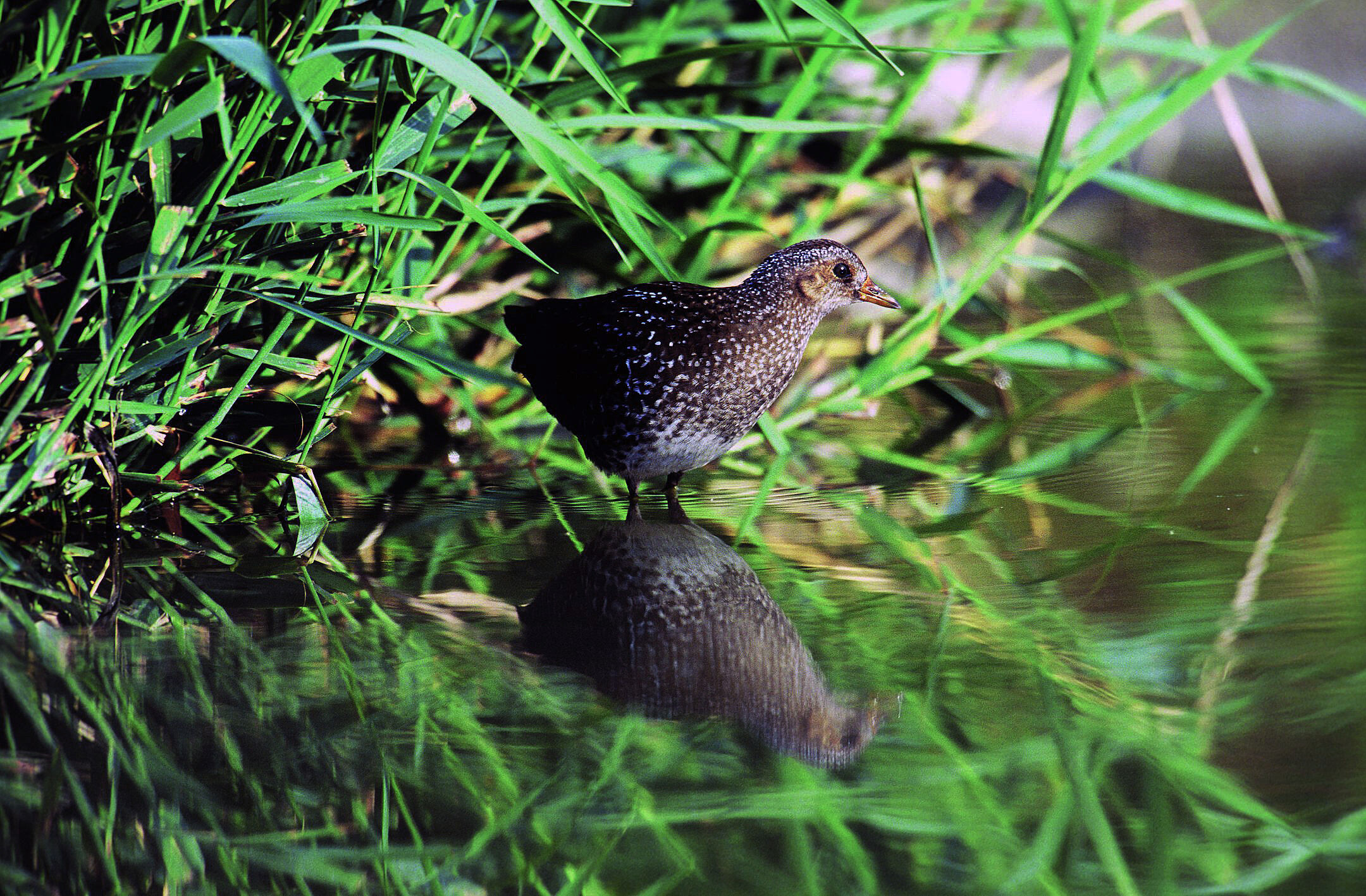 Ein schwarzer Hühnervogel mit weißen Punkten und einem orange-roten Schnabel steht im Wasser. Im Hintergrund sieht man Schilf. Das Tüpfelsumpfhuhn ist auf den Schutz naturnaher Flüsse angewiesen. (Foto: Heinz Tuschl/Wolfgang Willner)
