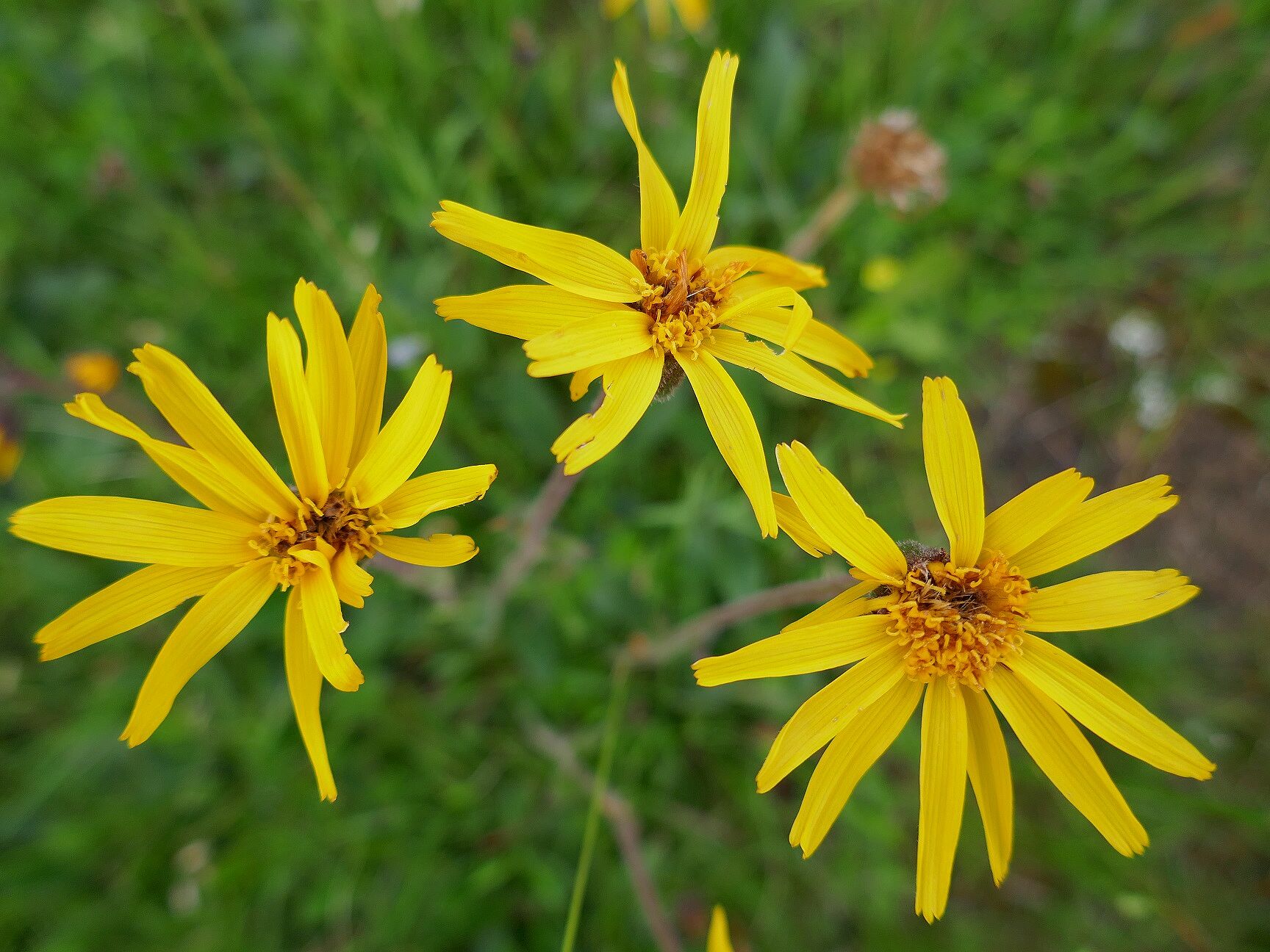 Arnika (Arnica montana), Foto: BUND Fachbereich Grünes Band
