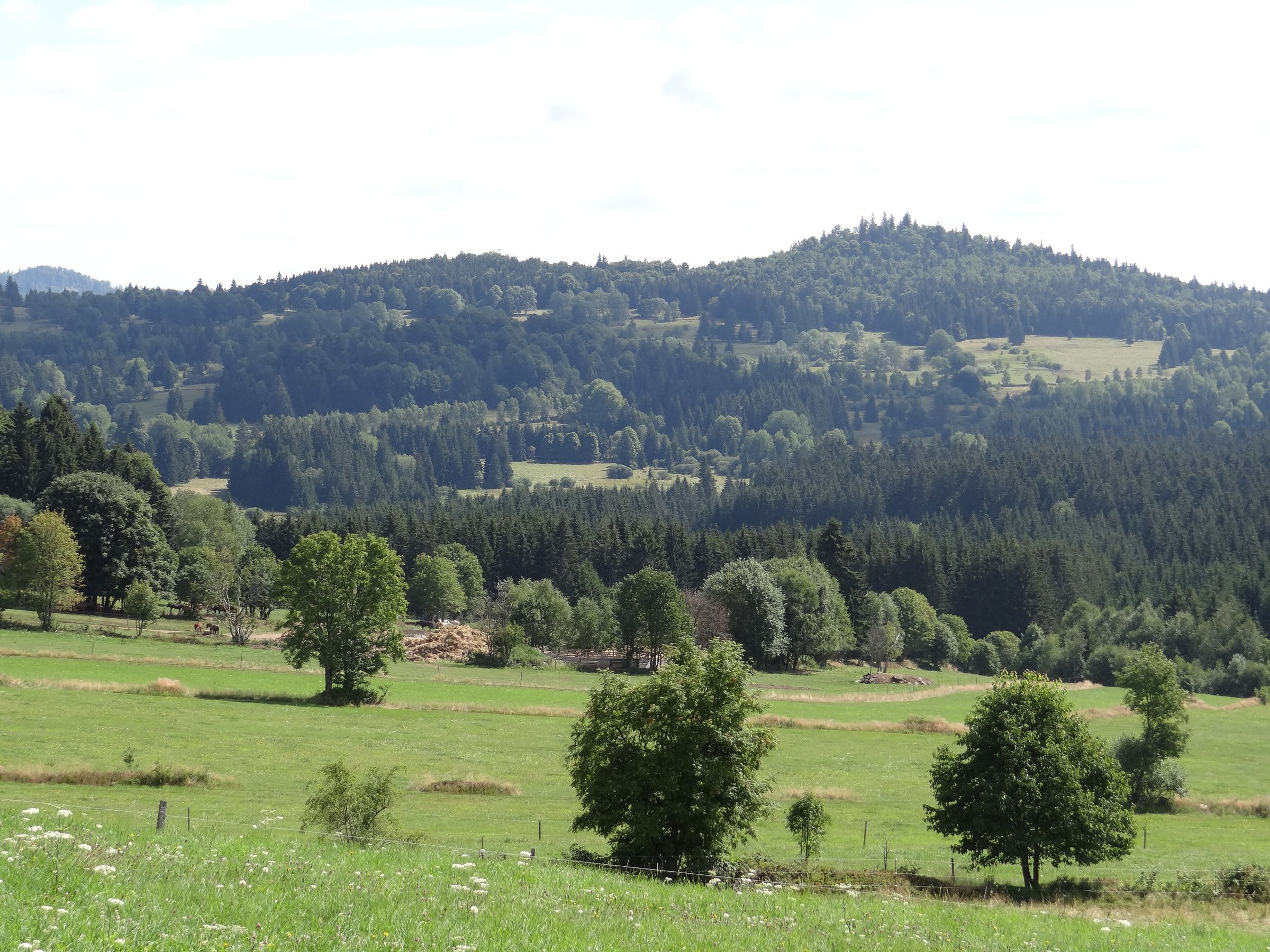 Eine Wiesenlandschaft mit einzelnen eingestreuten Bäumen und bewaldeten Hügeln im Hintergrund (Foto: BUND-Fachbereich Grünes Band) 