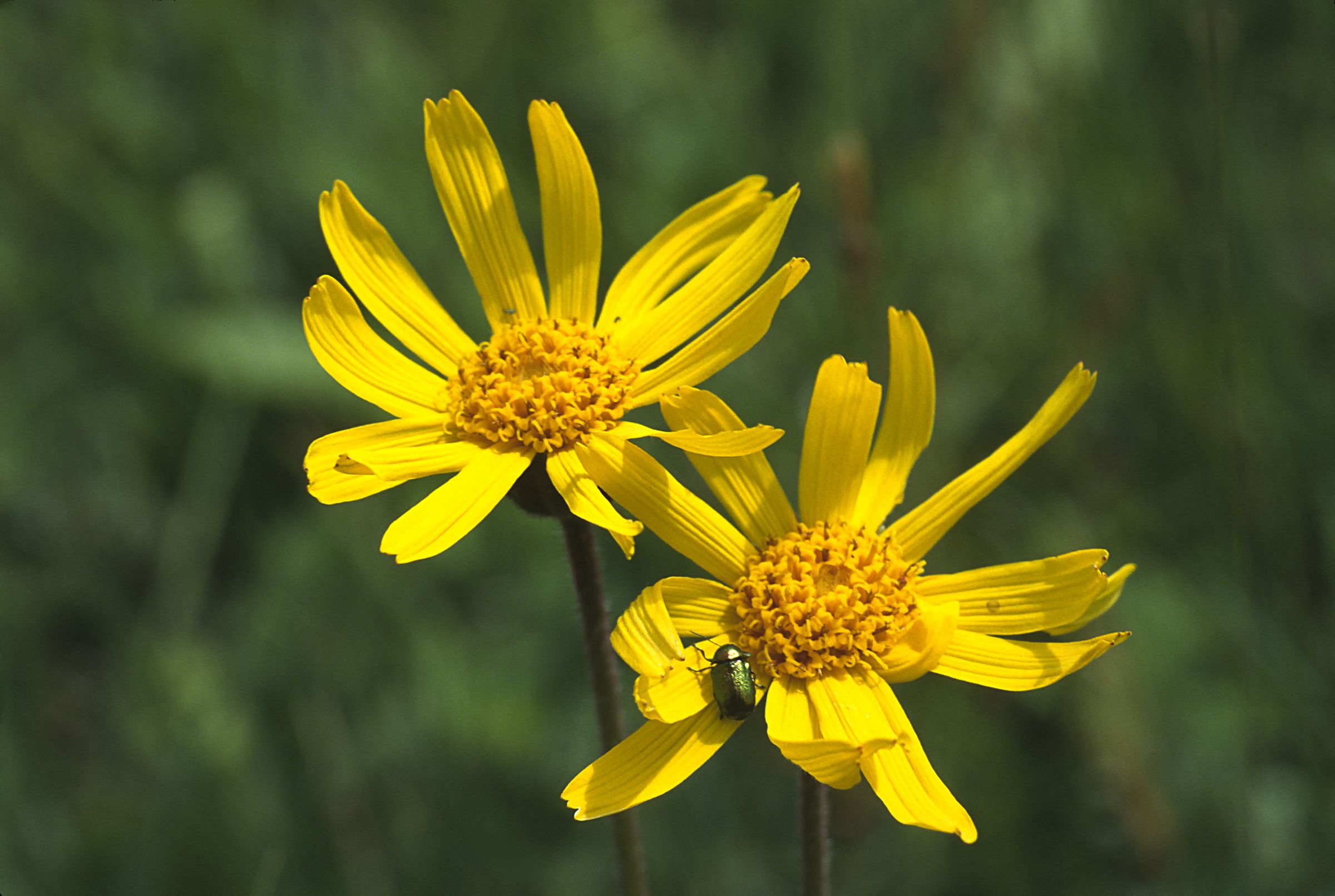 Zwei gelbe Blüten einer Arnika mit einem grünen Käfer darauf vor grünem Hintergrund. Seltene Tiere und Pflanzen fühlen sich am Grünen Band wohl. (Foto: Wolfgang Willner)
