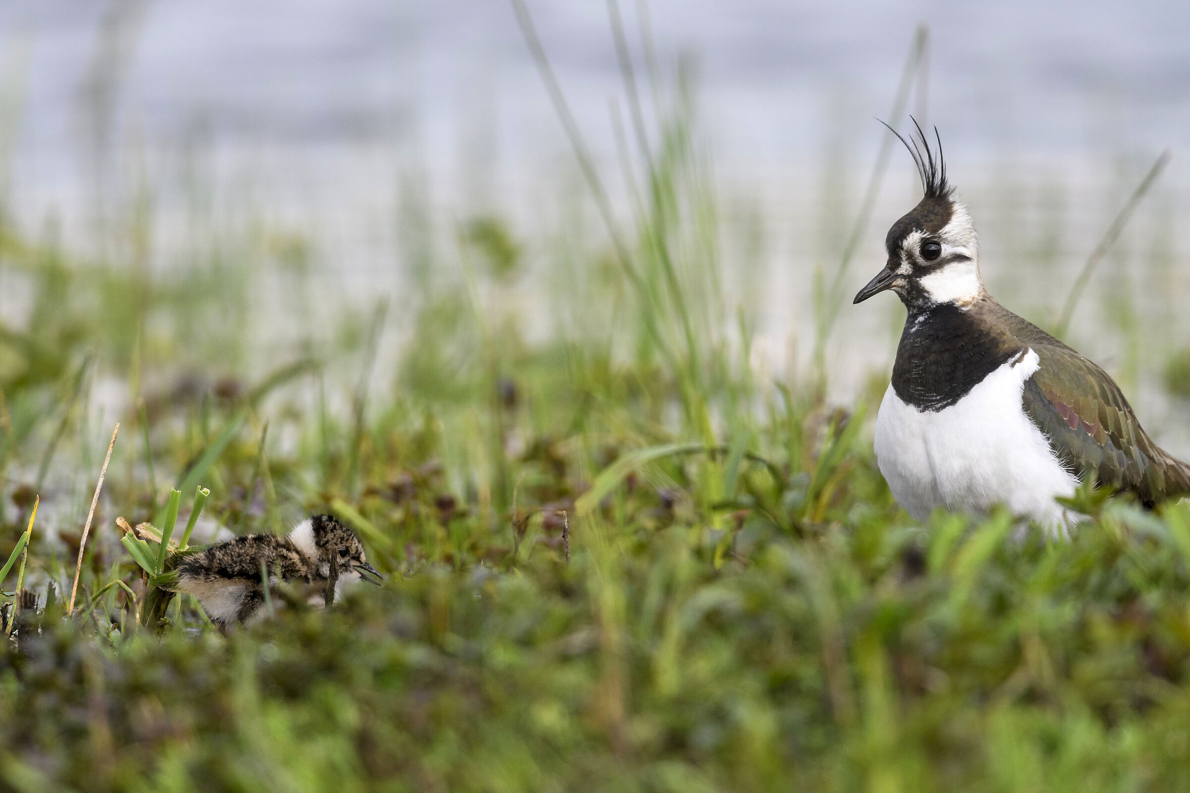 Ein schwarz-weißer Vogel mit schwarzer Federtolle am Kopf im Gras mit einem braun gesprenkelten Jungen. Wiesenbrüter wie der Kiebitz profitieren von dem Projekt "Quervernetzung Grünes Band" (Foto: Dieter Damschen) .