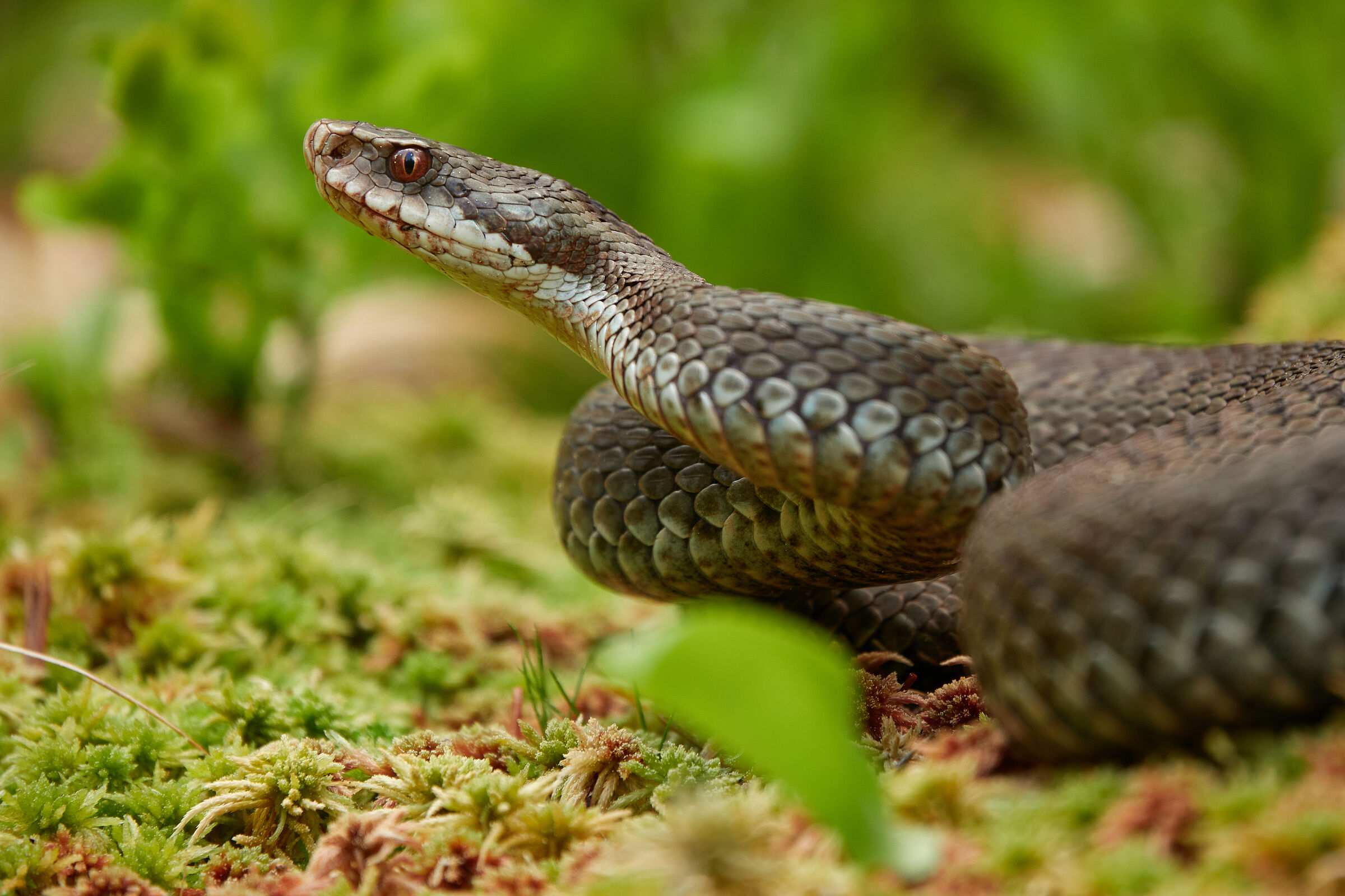Kreuzotterweibchen (Vipera berus), Foto: Markus Gruenzinger