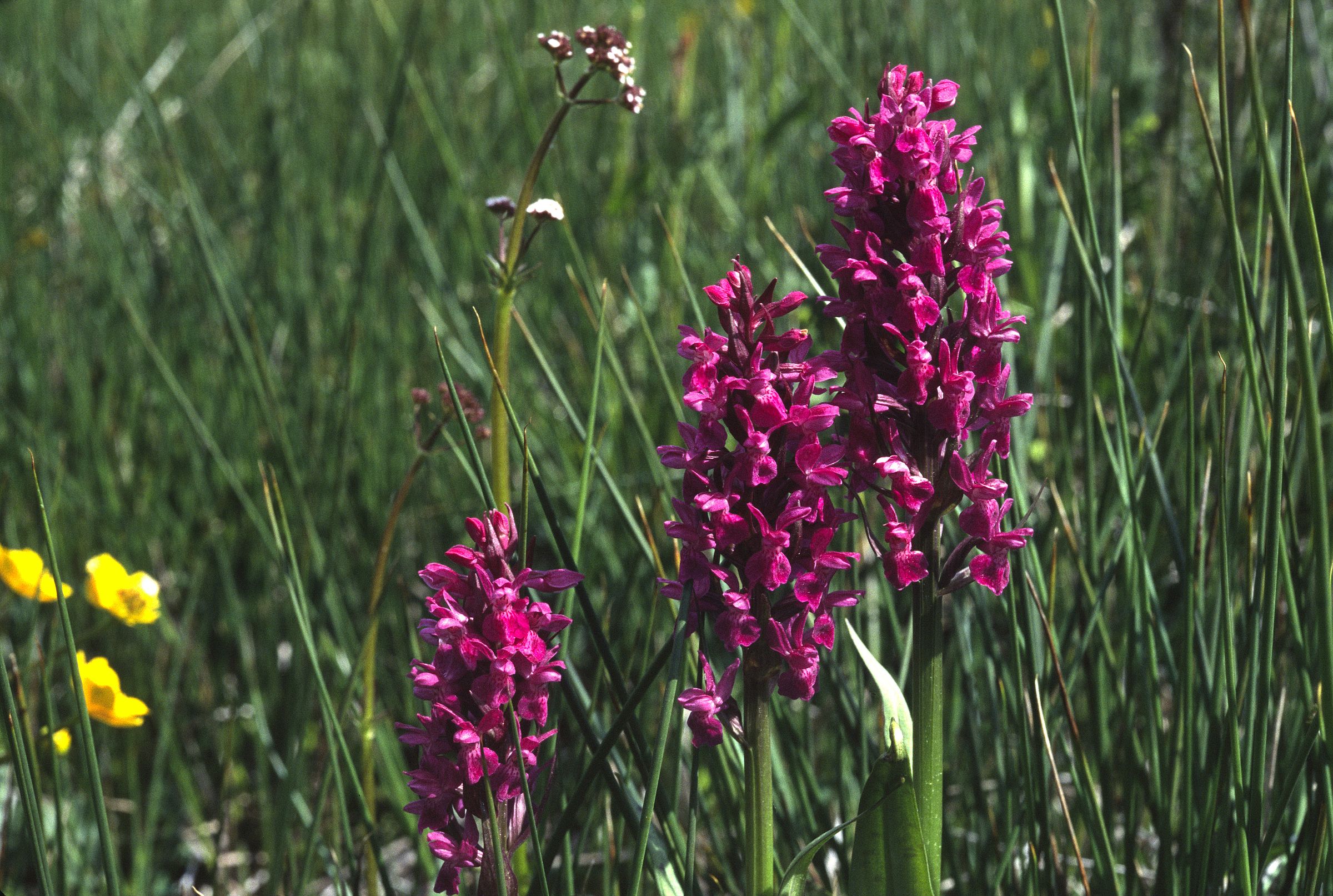Eine pinkfarbige Orchidee steht in einer Wiese. Tiere und Pflanzen wie dieses Breitblättrige Knabenkraut fühlen sich am Grünen Band wohl. (Foto: Wolfgang Willner)