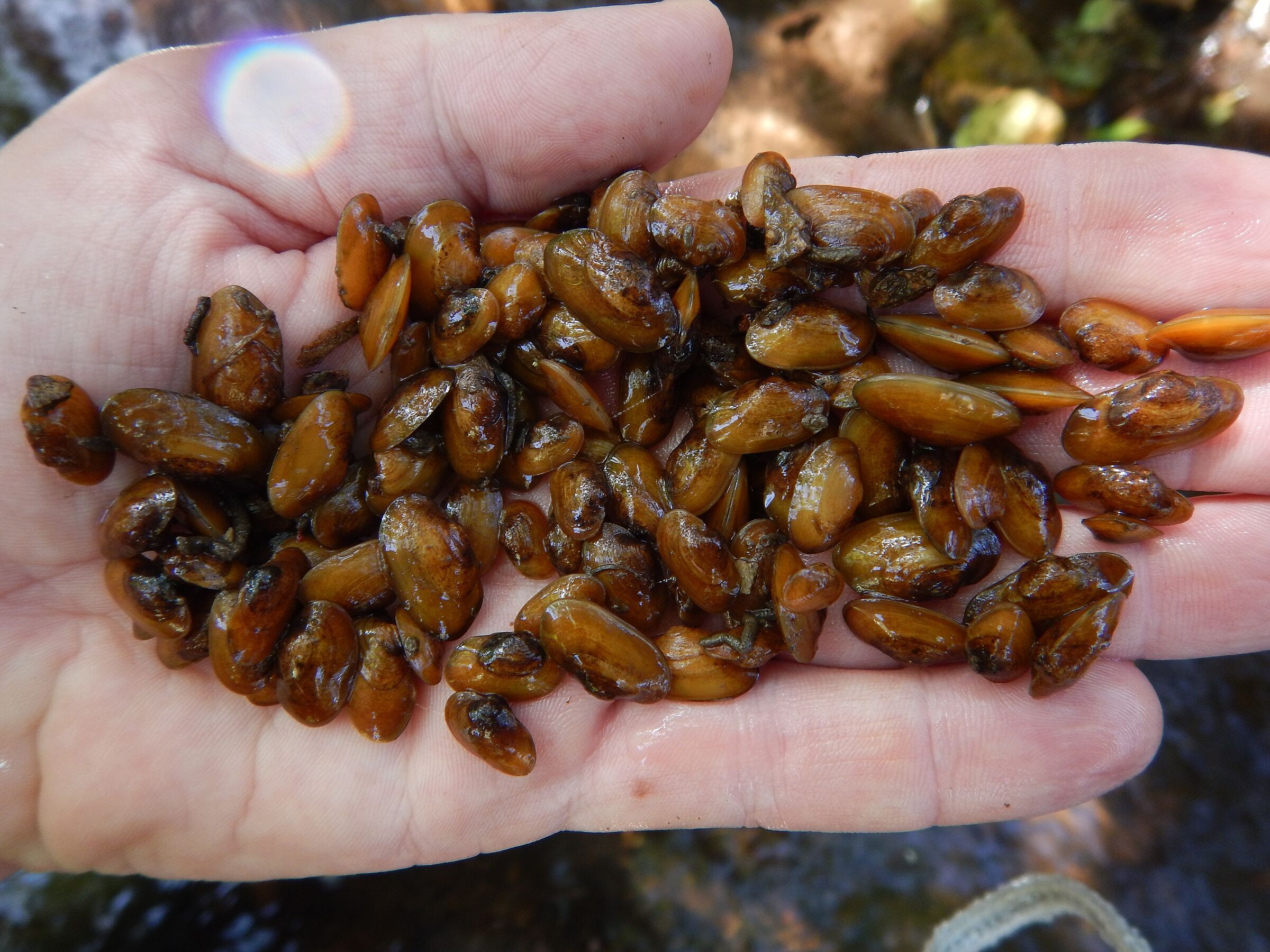 Eine Hand hält kleine braune Muscheln in die Kamera. Die Aufzucht junger Flussperlmuscheln in Hof ist Teil des Projekt "Restore to Connect" (Foto: Ondřej Spisar)