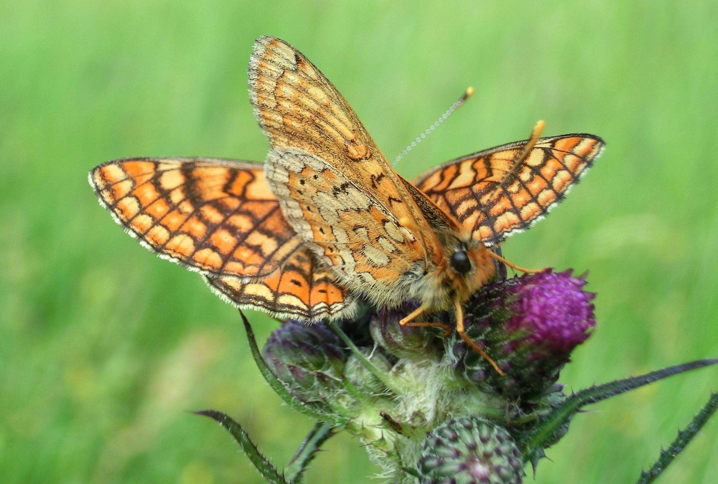 Zwei braun und rötlich gefärbte Schmetterlinge sitzen auf einer lilafarbenen Blume. Im Projekt Goldener Scheckenfalter geht es auch darum, die Futterpflanzen des Schmetterlings zu fördern. (Foto: Nora Sichardt) 