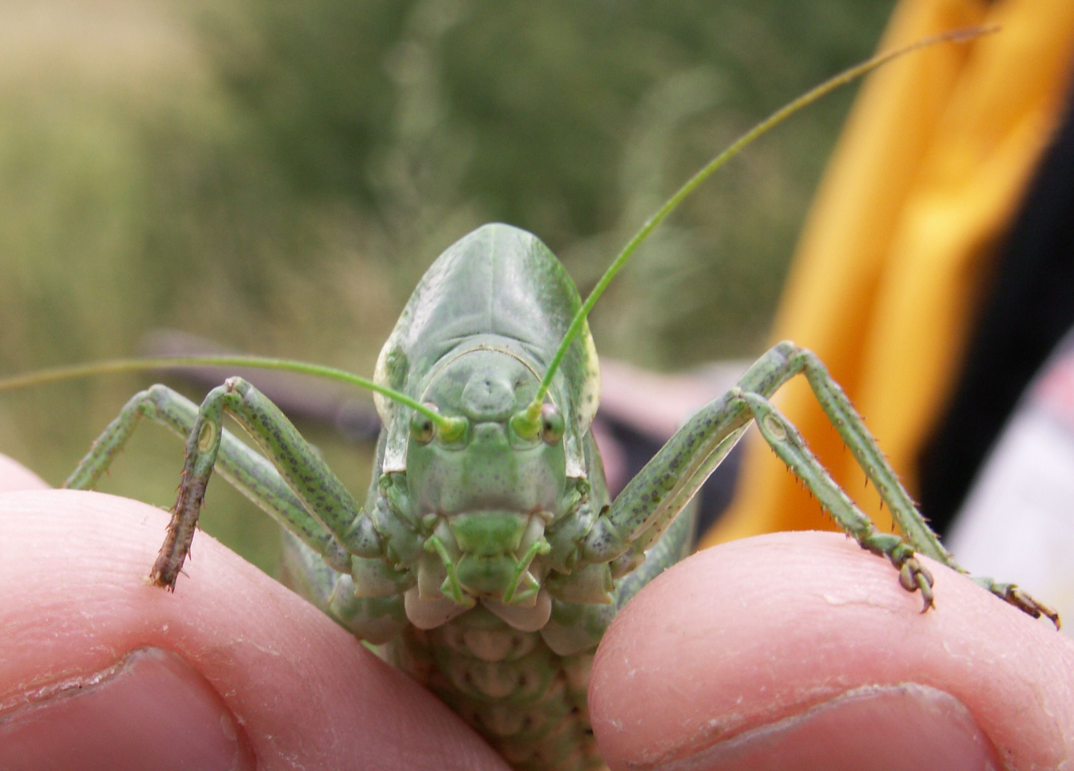 Eine hellgrüne, urtümlich aussehende Wanstschrecke sitzt auf einer Hand. Pflanzen und seltene Tiere fühlen sich im Grünen Band wohl. (Foto: BUND Fachbereich Grünes Band) 