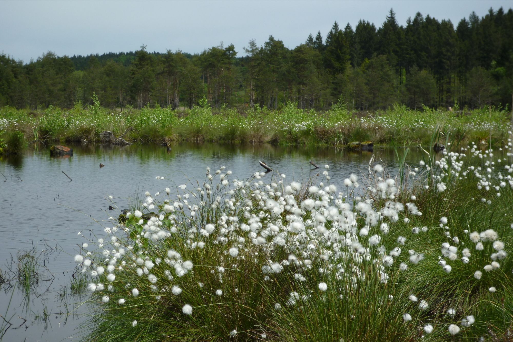 Wollgras mit den typischen weißen Puscheln vor einem Weiher und Wald im Hintergrund. Der BN setzt sich schon lange für den Schutz des Deininger Mooses ein. (Foto: Martin Hänsel)