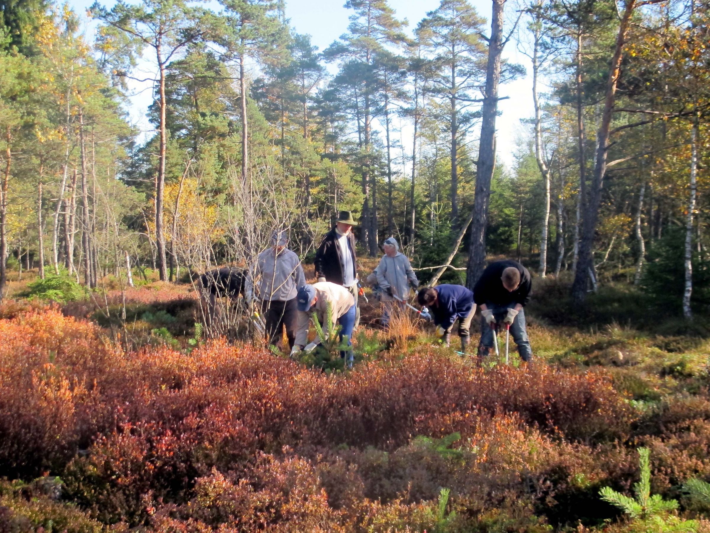Eine Gruppe von Menschen schneidet in einer Moorlandschaft Pflanzen mit großen Zangen ab. (Foto: Herrmann Eschenbeck) (Foto: Herrmann Eschenbeck)