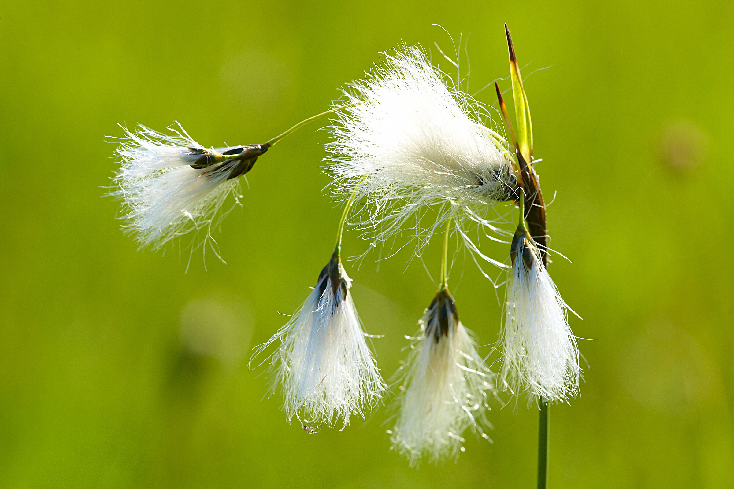 Nahaufnahme einer Pflanze mit fünf hängenden, wolligen Büscheln. Das Schmalblättrige Wollgras ist auf den Lebensraum Moor angewiesen (Foto: alexanderoberst/stock.adobe.com) 