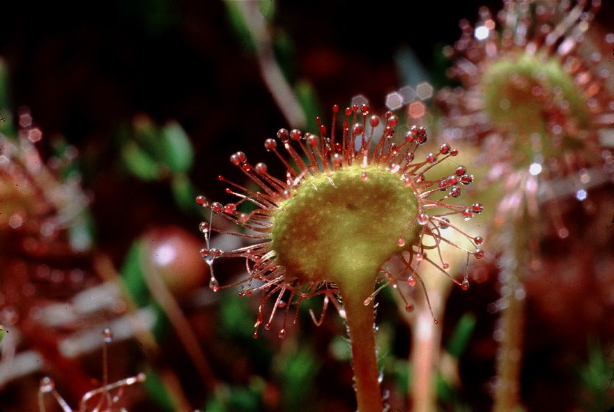 Ein löffelförmiges grünes Teil einer Pflanze mit roten Tentakeln und roten Tropfen an deren Enden. Der Sonnentau ist eine typische Pflanze der Moore. (Foto: Wolfgang Willner) 