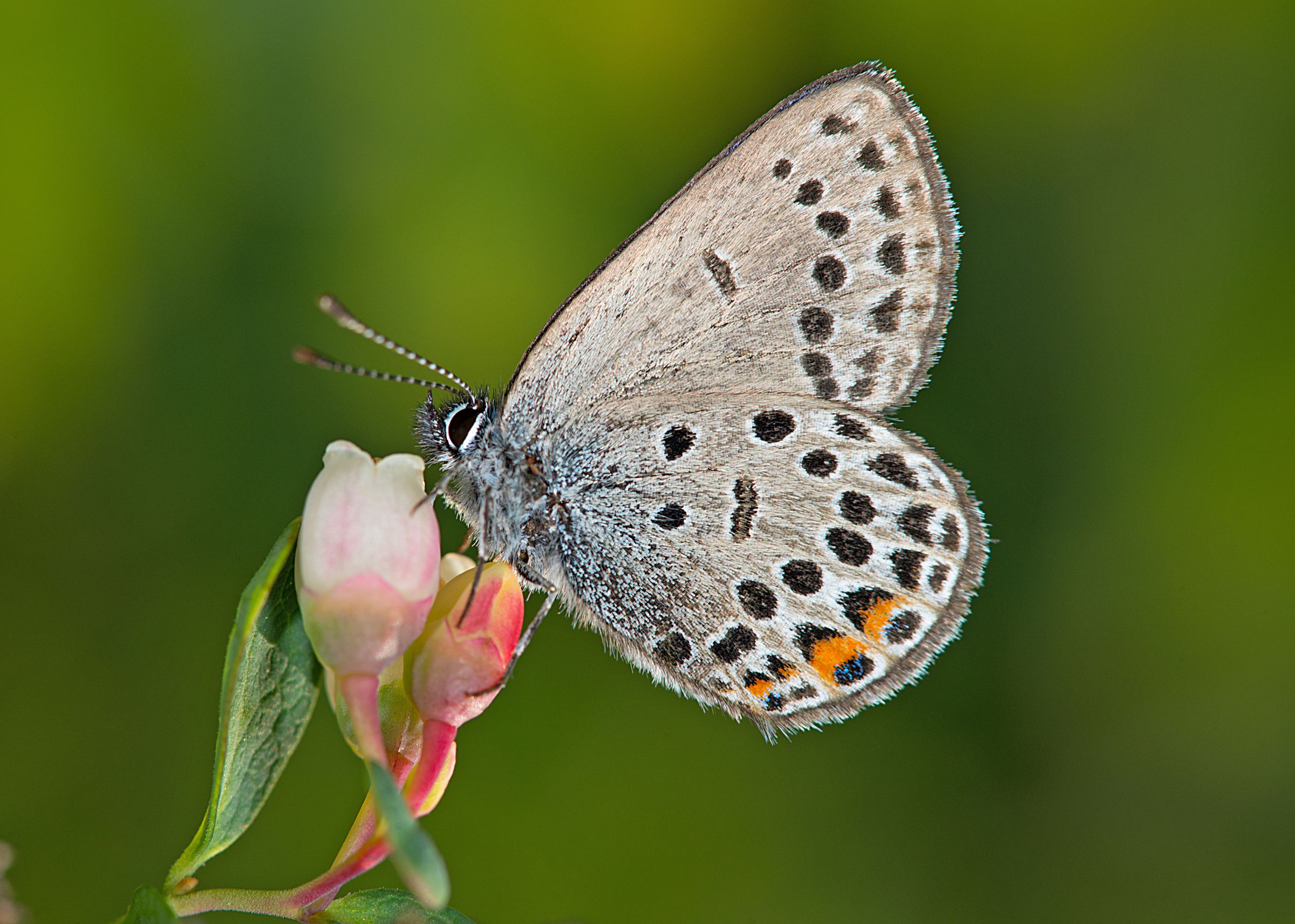 Ein grauer Schmetterling mit schwarzen und orangefarbenen Punkten sitzt auf einer rosafarbenen Blüte. Der Hochmoorbläuling ist ein Tier der Moore. (Foto: Wolfgang Willner)