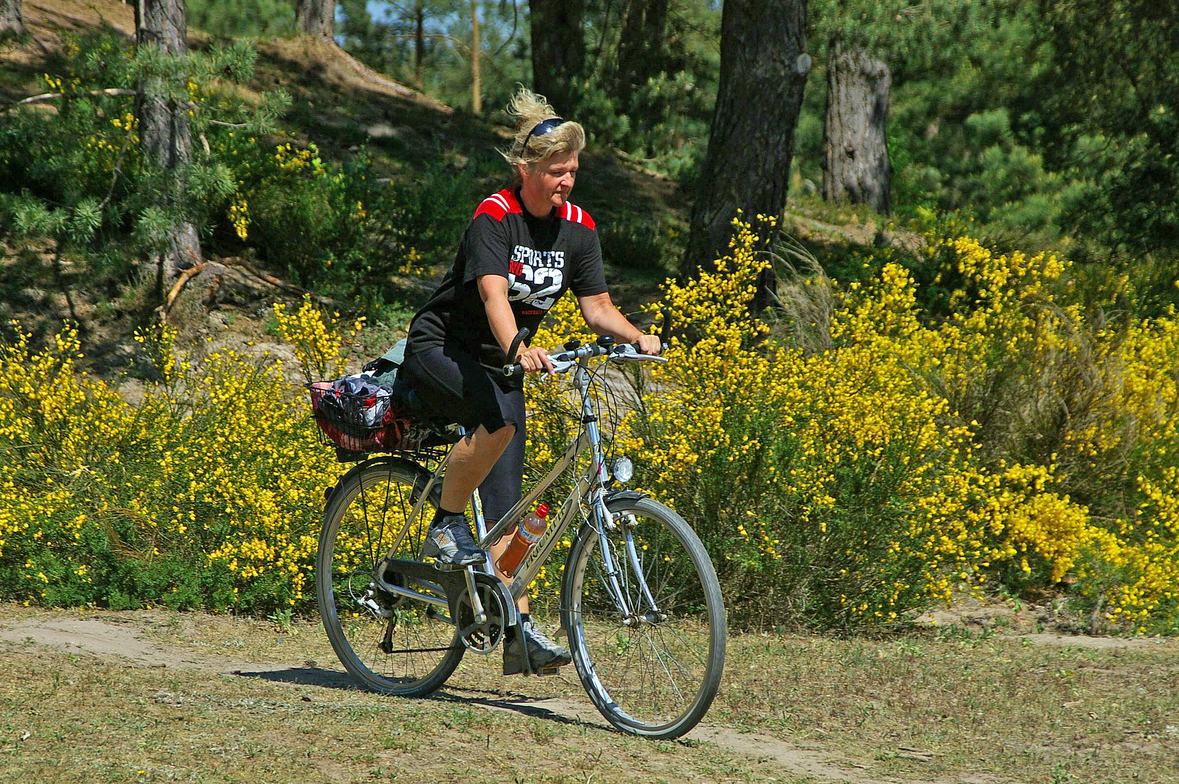 Eine Frau fährt mit einem Fahrrad auf einem sandigen Weg, im Hintergrund blüht Ginster. Es gibt viele Möglichkeiten die bayerischen Sandgebiete per Rad oder zu Fuß zu erkunden. (Foto: Andreas Niedling)