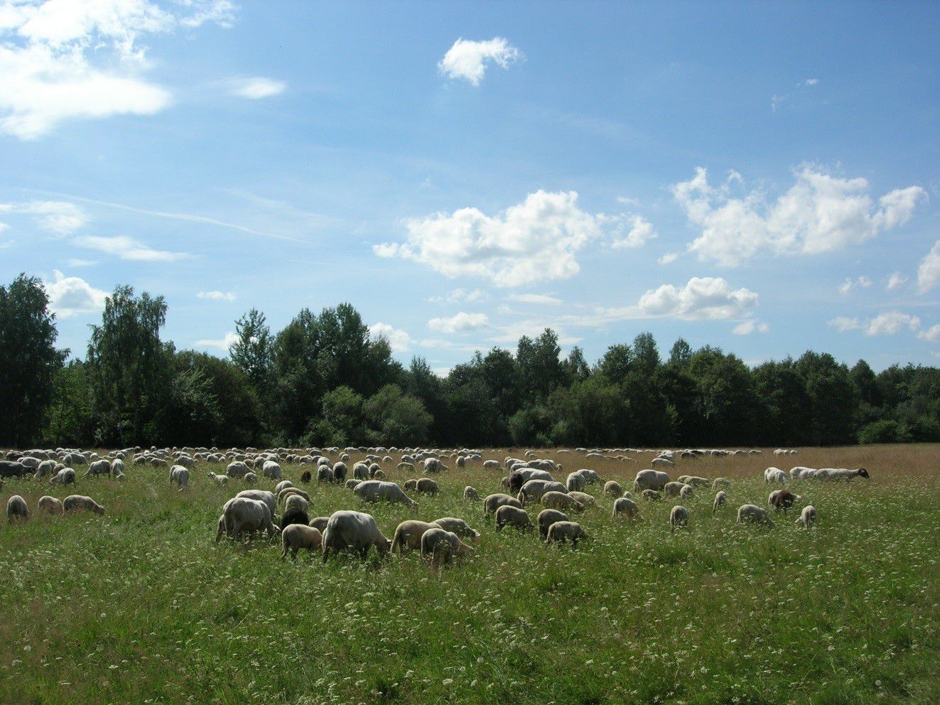 Schafe weiden auf einer Wiese. Im Hintergrund ein Wald. Schafe helfen, Sandmagerrasen extensiv zu bewirtschaften. (Foto: Archiv SandAchse)