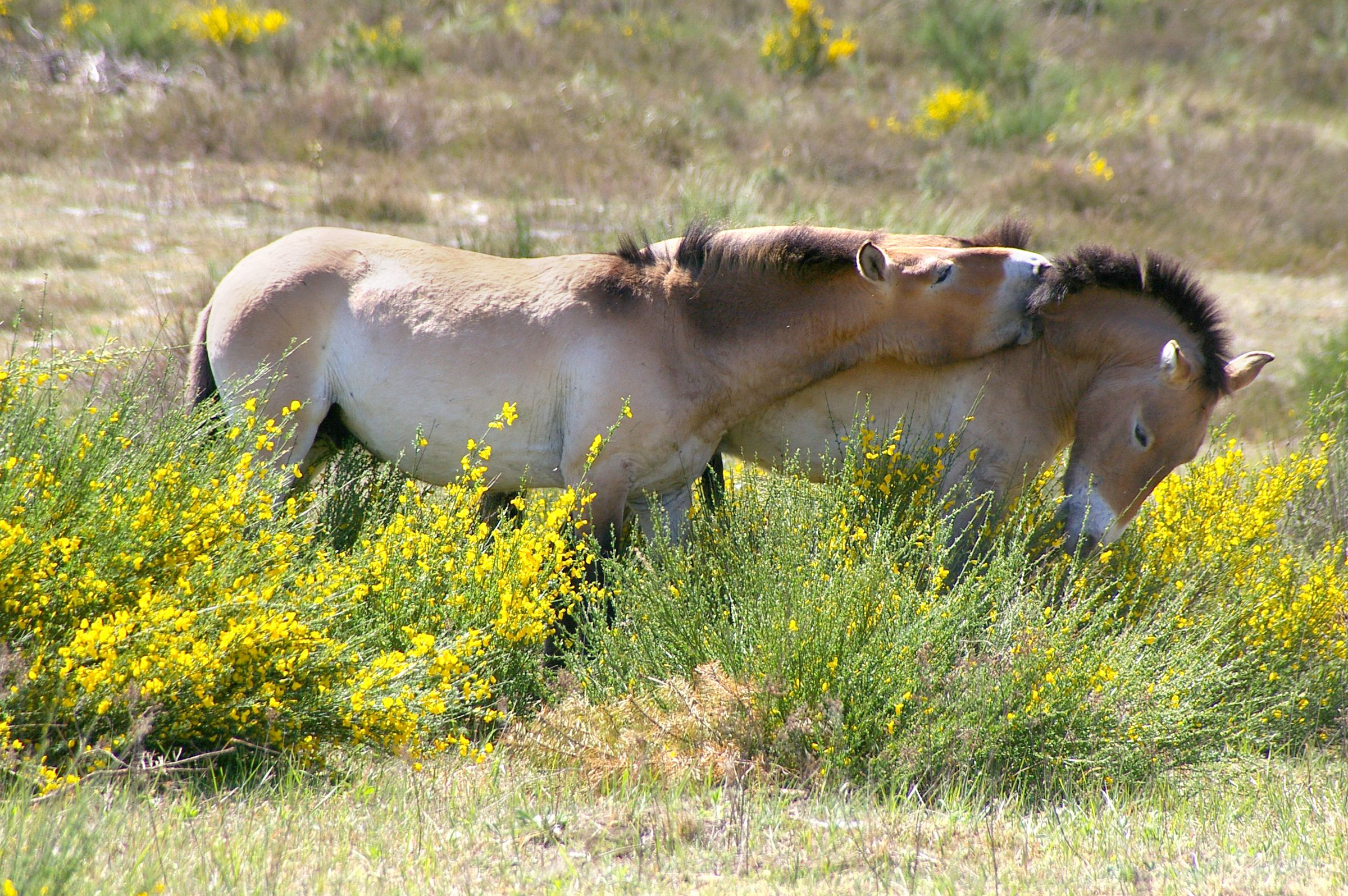 Zwei hellfarbene Pferde mit schwarzer Mähne und schwarzem Schweif stehen nah beieinander in einer Sandfläche mit gelb blühendem Ginster. Eines knabbert am Hals des anderen. Przewalski Pferde werden in der Sandachse Franken zur Offenhaltung der Sandflächen eingesetzt. (Foto: Niedling)