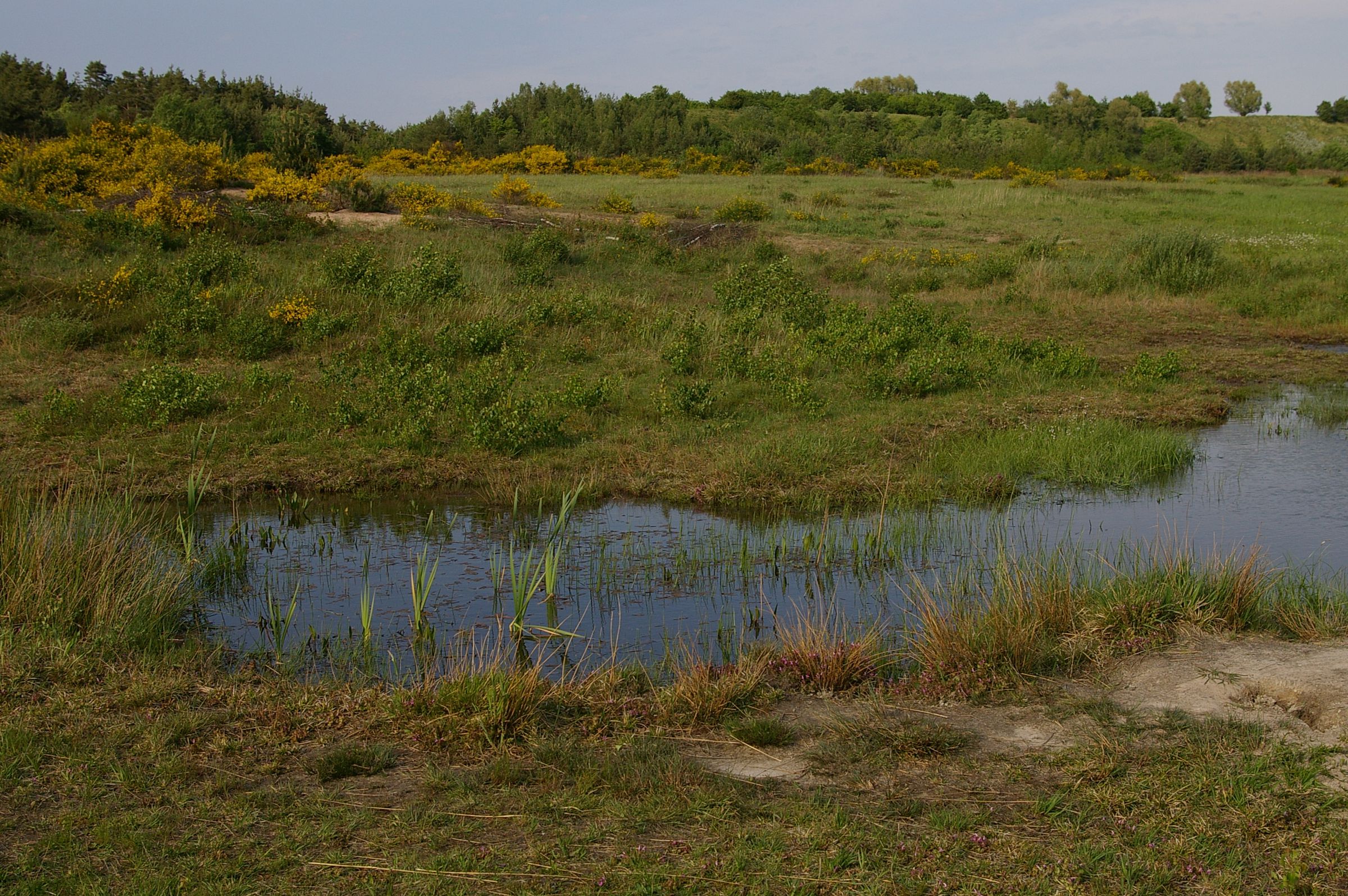 Ein kleiner Tümpel in einer Wiese mit locker eingestreuten Büschen. Solche feuchten Sand-Lebensräume sind Heimat für hochspezialisiert Pflanzen und Tiere. (Foto: Andreas Niedling)