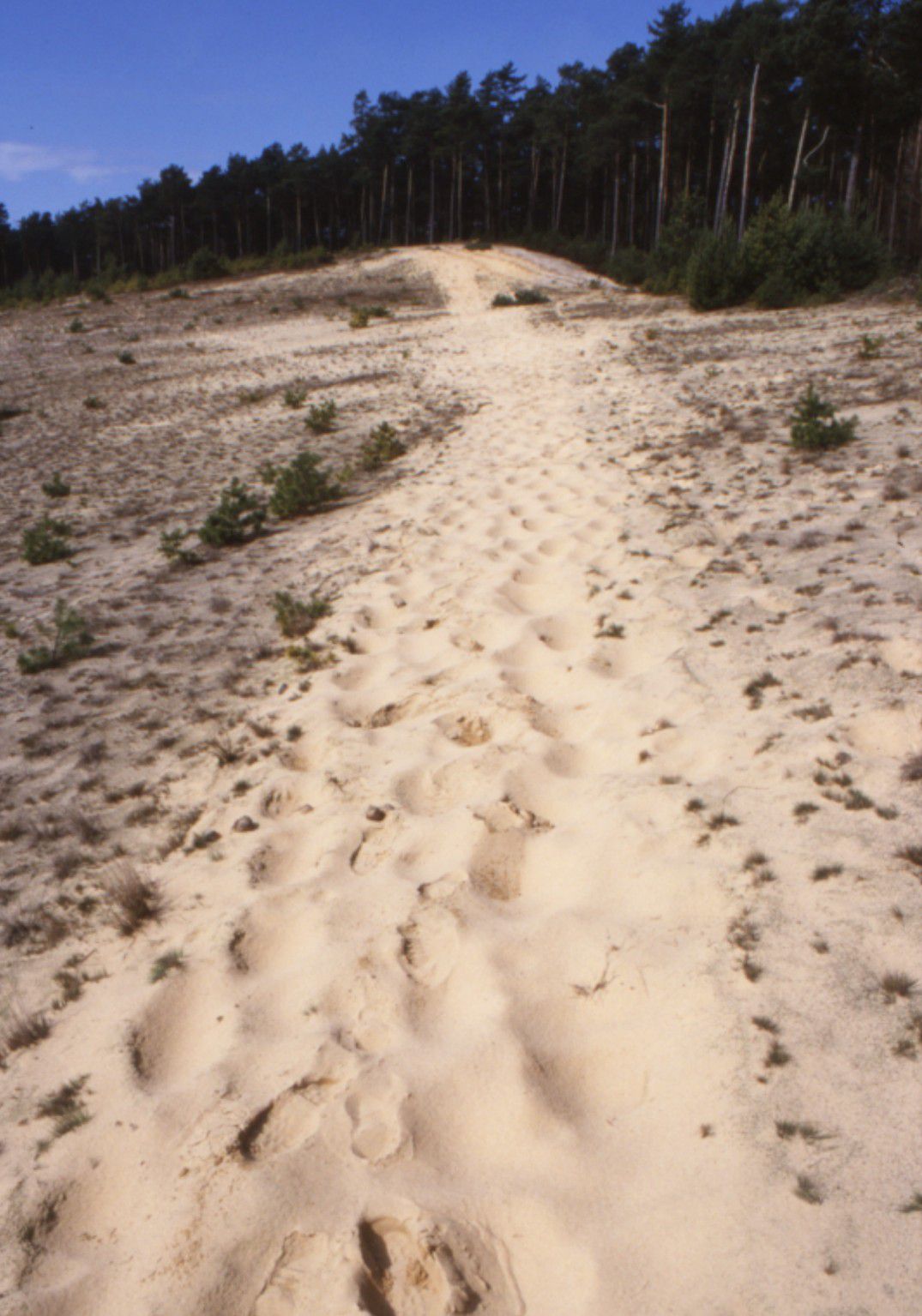 Eine spärlich bewachsene Sanddüne erstreckt sich entlang eines Waldrandes. Sand-Lebensräume wie dieser Offensand beherbergen viele hochspezialisierte Arten. (Foto: Archiv Sandachse)