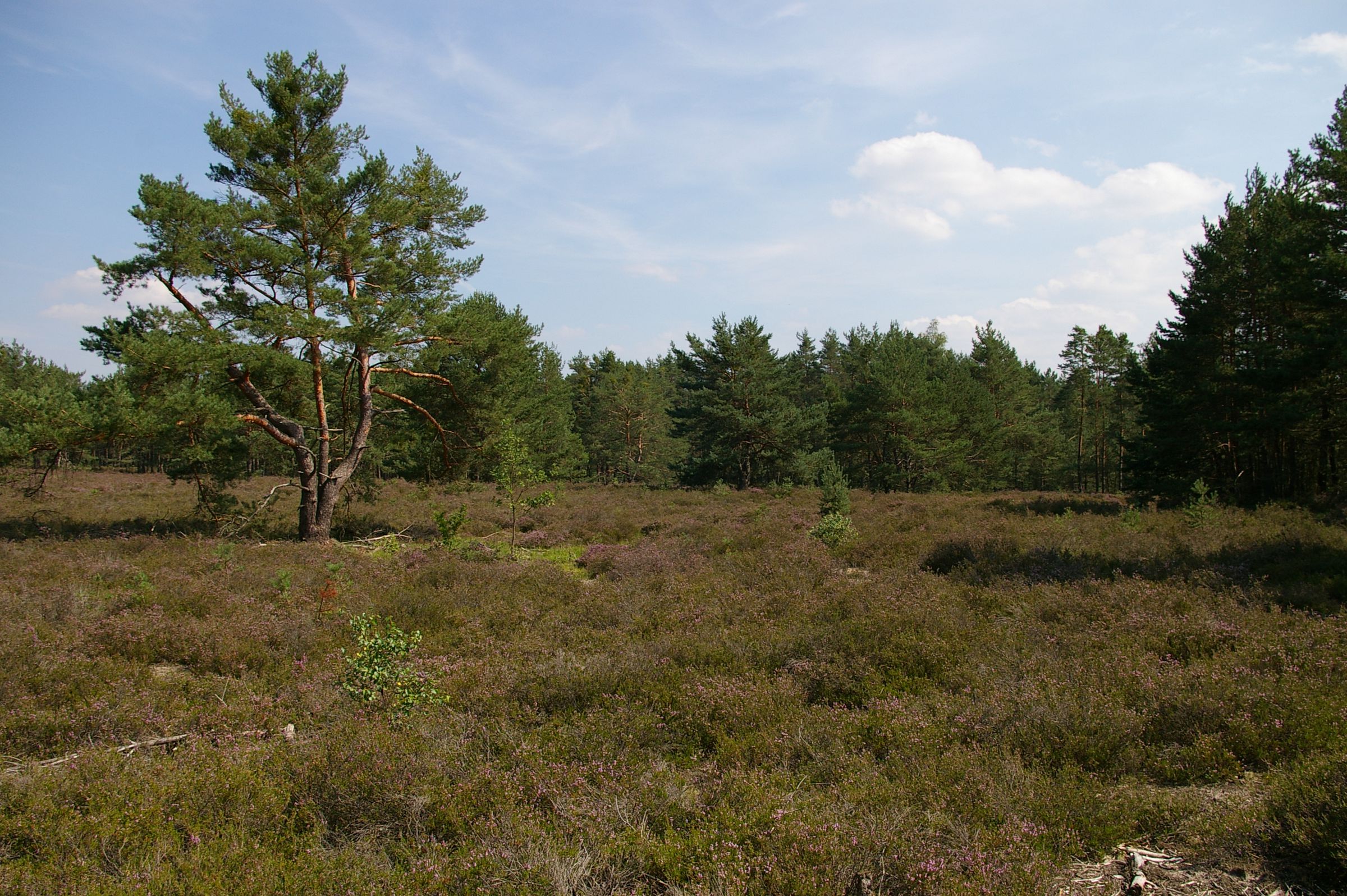 Eine mit Heidekraut bewachsene Fläche mit vereinzelten Bäumen und angrenzendem Waldrand. Sand-Lebensräume wie diese Heide werden von hochspezialisierten Tieren und Pflanzen bewohnt. (Foto: Andreas Niedling)