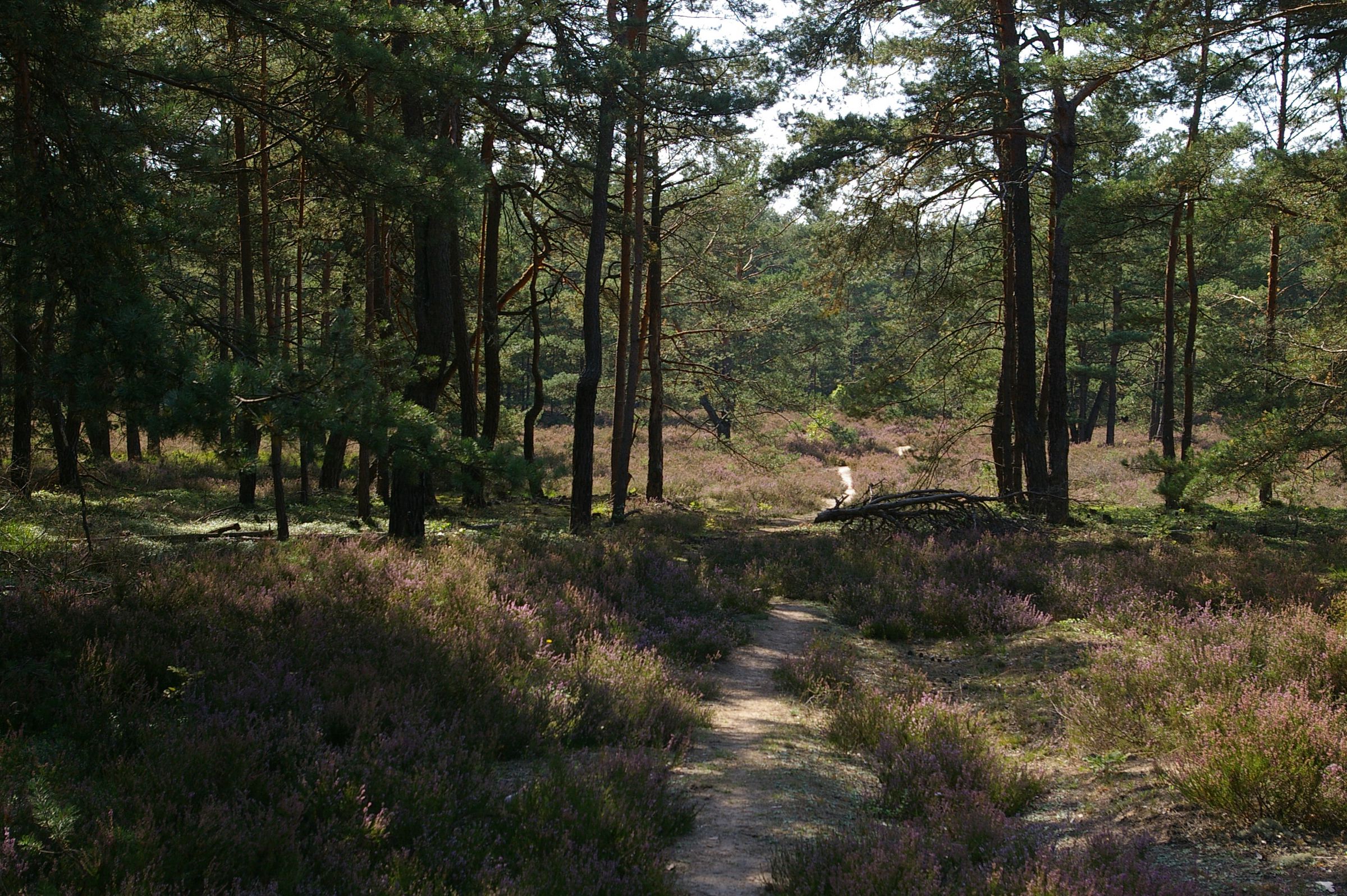 Ein lockerer mit Heidekraut bewachsener Wald mit einem sandigen Pfad. Sand-Lebensräume wie dieser Flechten-Kiefernwald beherbergen hochspezialisierte Tiere und Pflanzen. (Foto: Andreas Niedling)