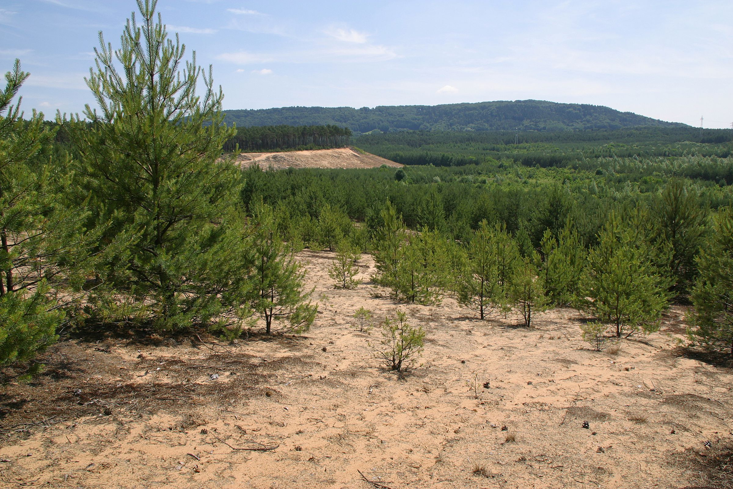 Eine locker mit Kiefern bewachsene Sanddüne. Sand-Lebensräume wie diese beherbergen hochspezialisiert Pflanzen und Tiere. (Foto: Wolfgang Willner)