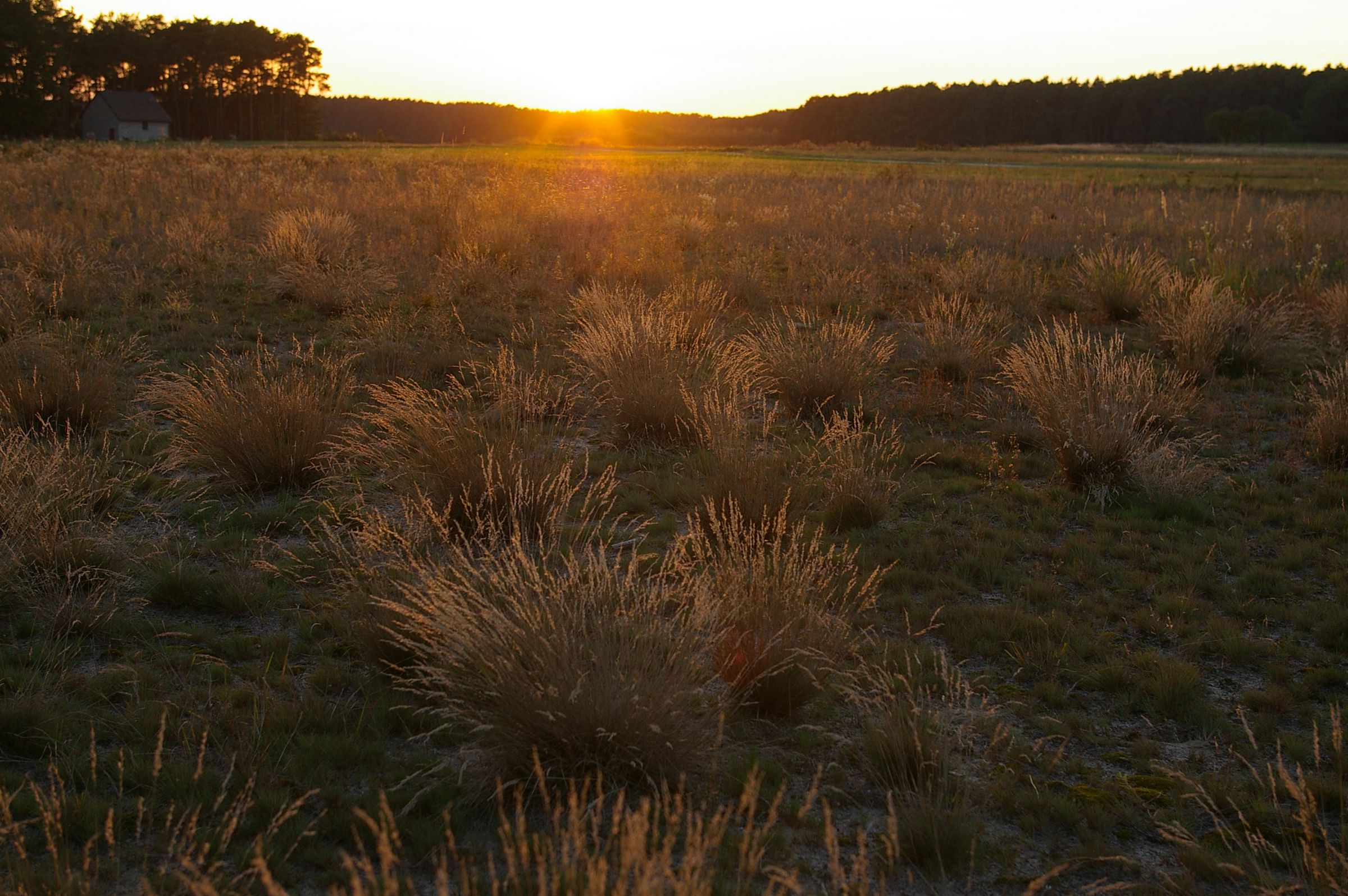 Eine Fläche mit locker stehenden Grasbüscheln im roten Abendlicht. In Sand-Lebensräumen wie dieser Silbergrasflur sind viele hochspezialisierte Arten zuhause (Foto: Andreas Niedling)