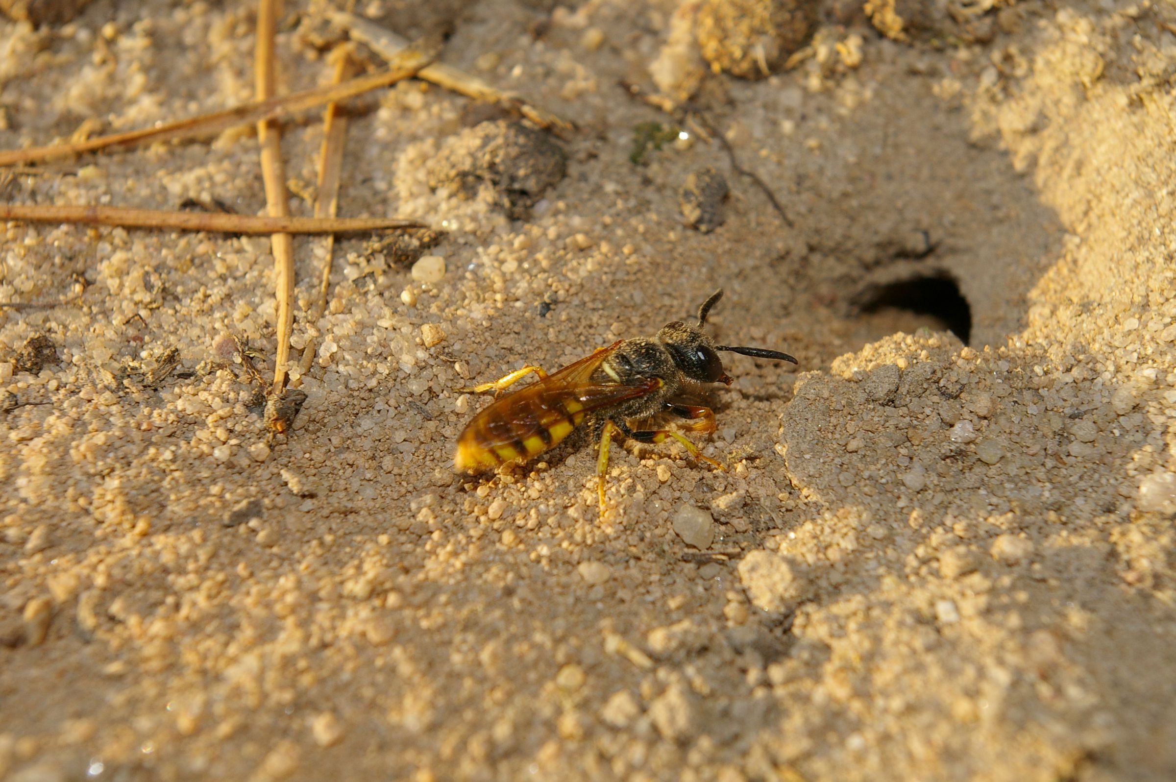 Ein Bienenwolf vor seiner Bruthöhle (Foto: Andreas Niedling) Ein Bienenwolf sitzt im Sand vor einem Loch, das in seine Bruthöhle führt. Bienenwolf-Weibchen "weißeln" vor der Eiablage die Bruthöhle mit einem Sekret aus ihren Fühlern, das die Larven später fressen. (Foto: Andreas Niedling)