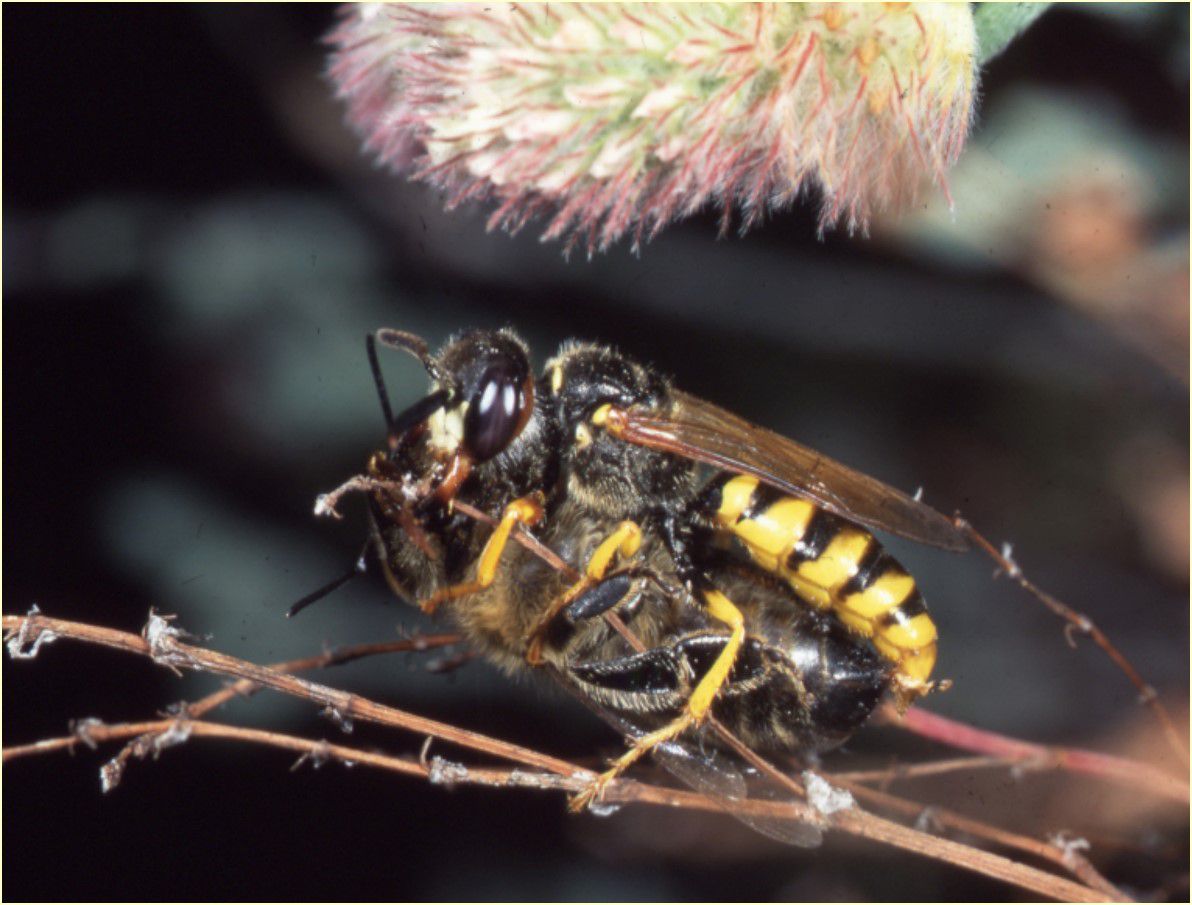 Ein Bienenwolf mit seiner Beute (Foto: Archiv SandAchse) Ein Bienenwolf umklammert die erbeutete Biene mit seinen Beinen. Bienenwölfe betäuben ihre Beute und befördern sie dann in ihre Bruthöhle. (Foto: Archiv SandAchse)