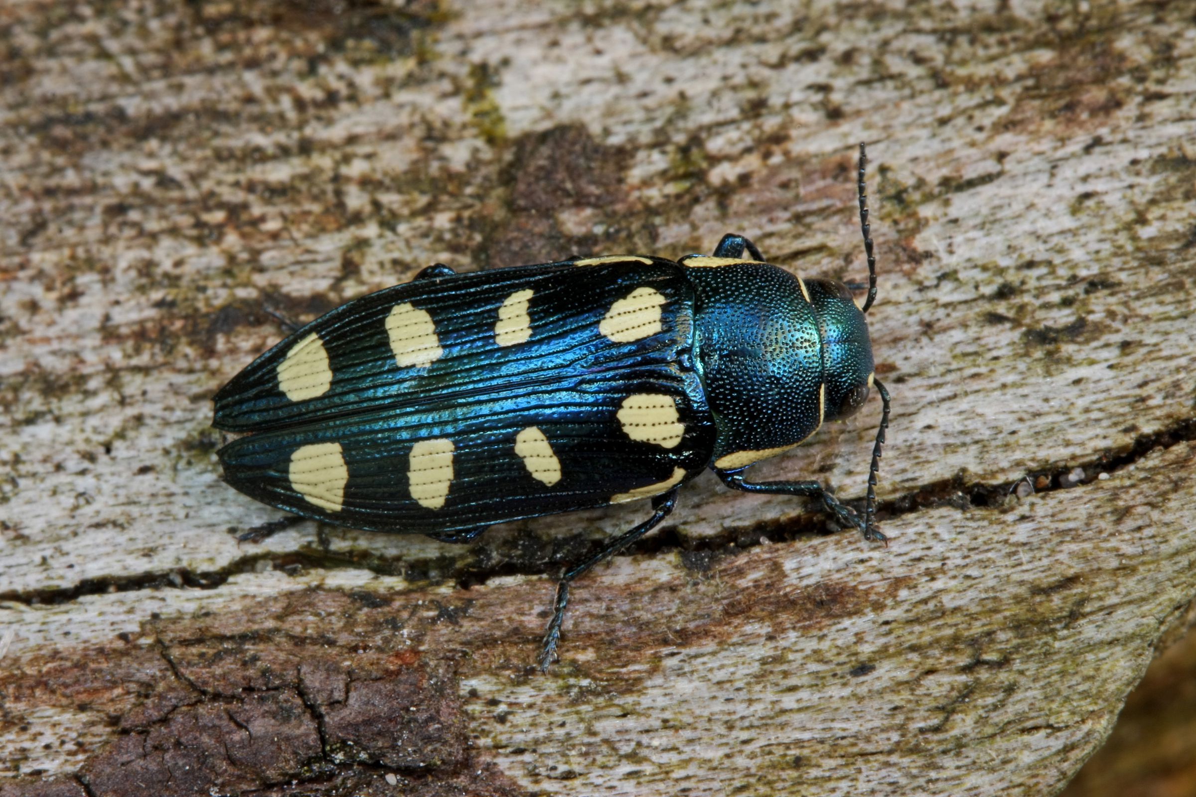 Ein blau-schwarz schimmernder Käfer mit acht gelben Punkten auf den Flügeldecken. Der Achtpunkt-Kiefernprachtkäfer gehört zu den Tieren, die im Sand leben. (Foto: H. Bellmann)