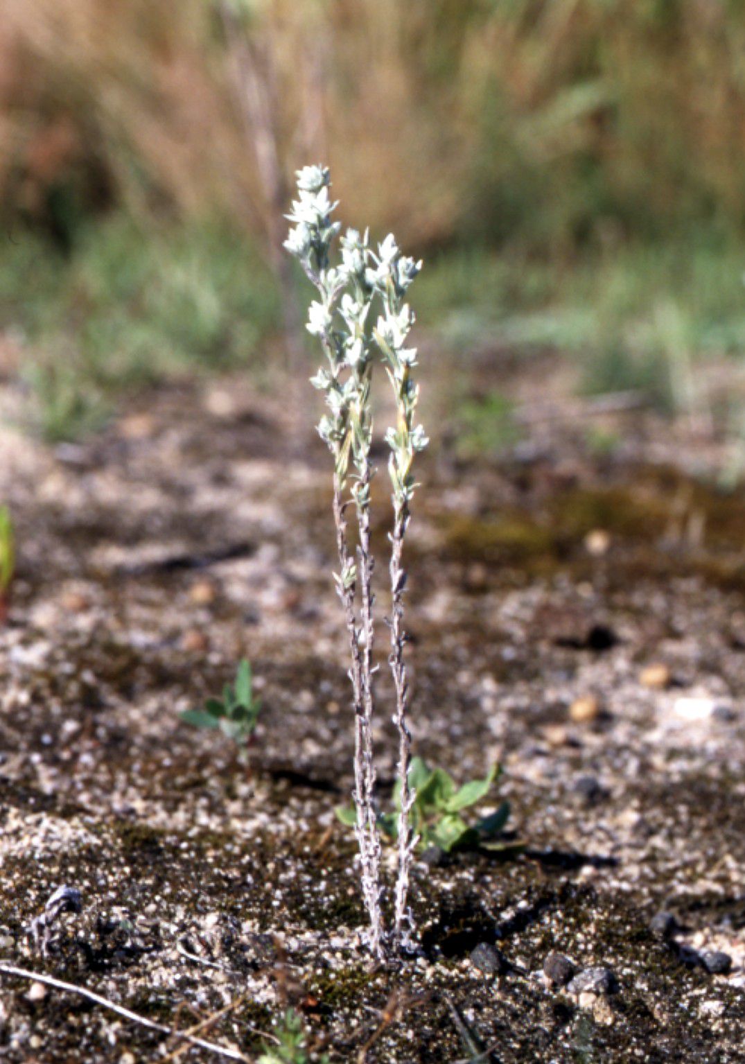 Eine Pflanze mit weißen Blüten. Das Filzkraut gehört zu den Arten, die im Sand gedeihen. (Foto: Archiv Sandachse)