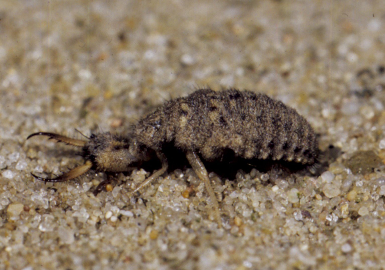 Ein braunes Insekt mit großen Zangen am Kopf. Der Ameisenlöwe gehört zu den Tieren, die im Sand leben. (Foto: Archiv Sandachse)