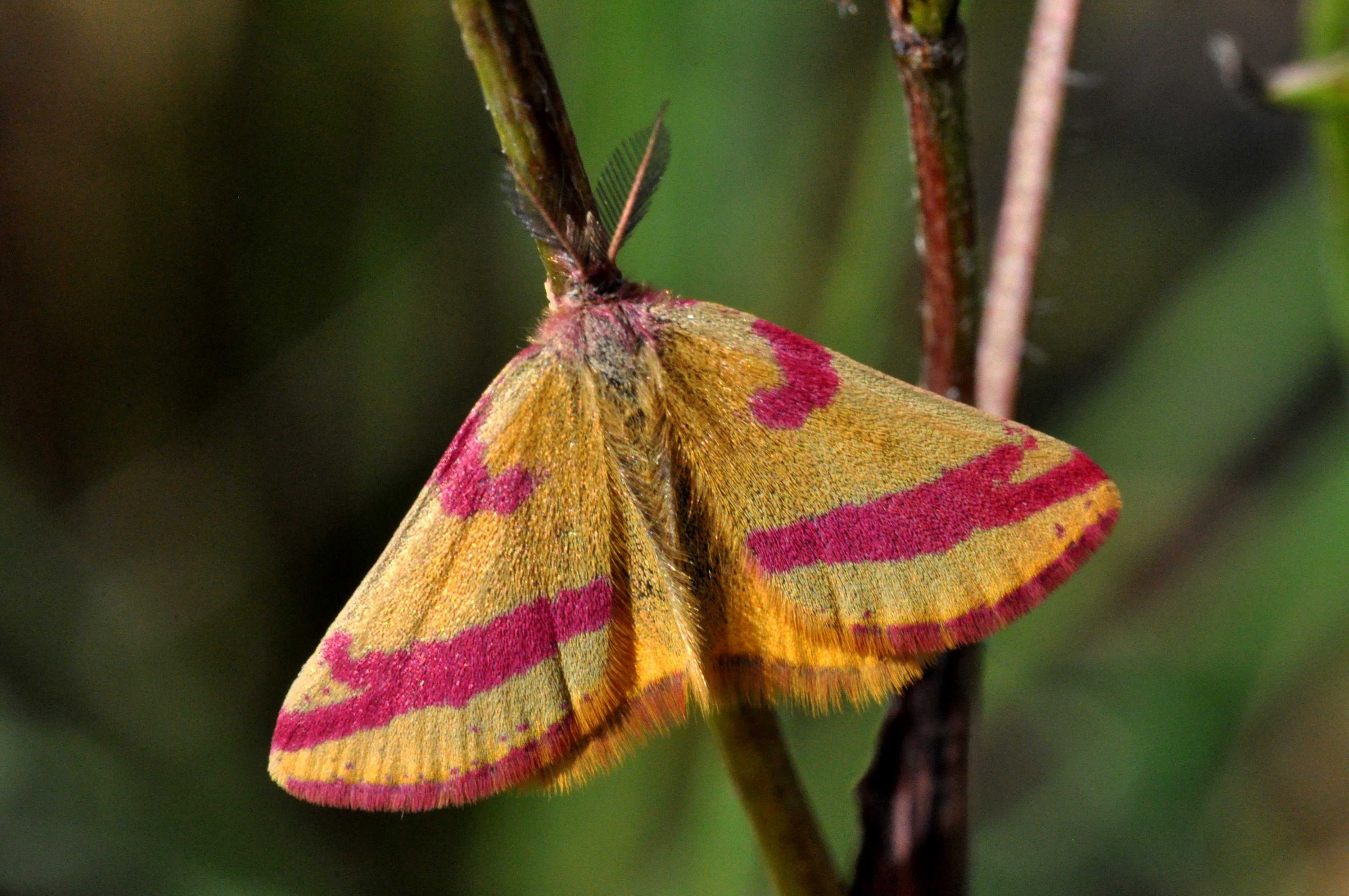 Ein gelb-orange-farbener Falter mit pinken Streifen sitzt auf einem Ästchen. Der Ampfer-Purpurspanner gehört zu den augenfälligsten Tieren, die im Sand wohnen. (Foto: Martin Buecker)