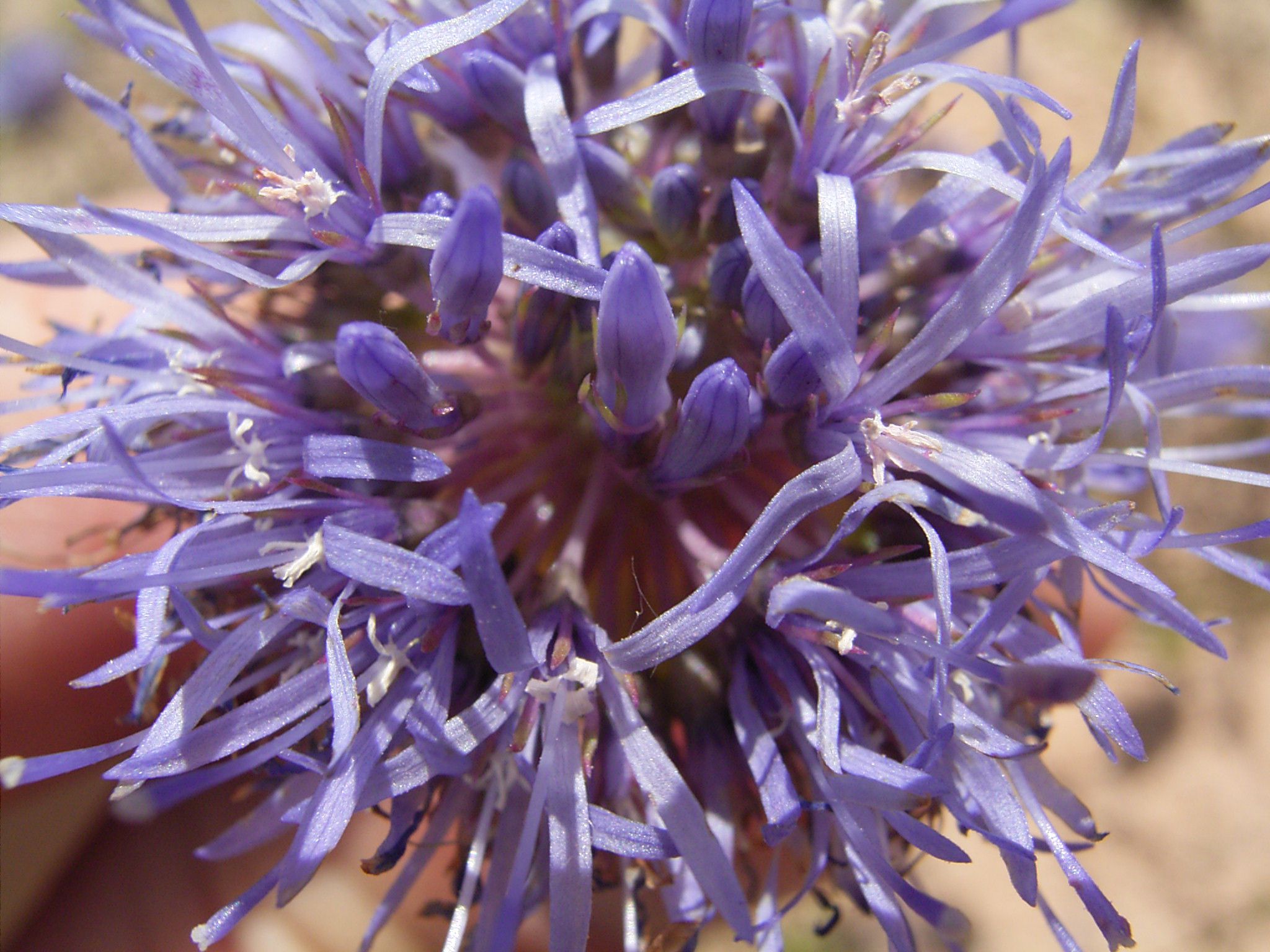 Der vielblütige, lilafarbene Kopf eines Berg-Sandglöckchens. Das Berg-Sandglöckchen gehört zu den Pflanzen, die im Sand gedeihen. (Foto: Andreas Niedling)