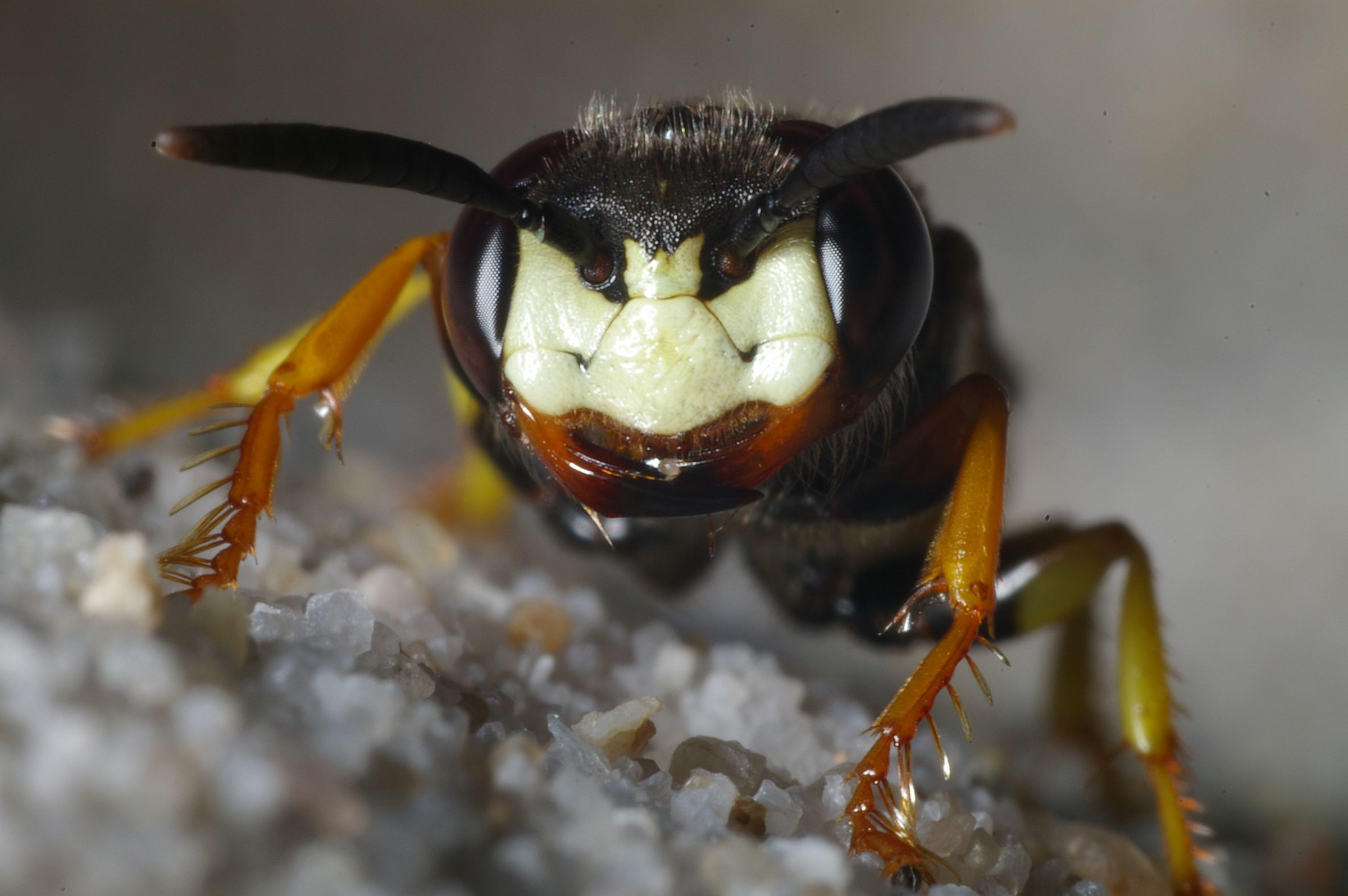 Foto: Andreas Niedling Ein braunes Insekt mit einer weißen Gesichtsmaske. Der Bienenwolf hat eine spektakuläre Jagtechnik. (Foto: Andreas Niedling)