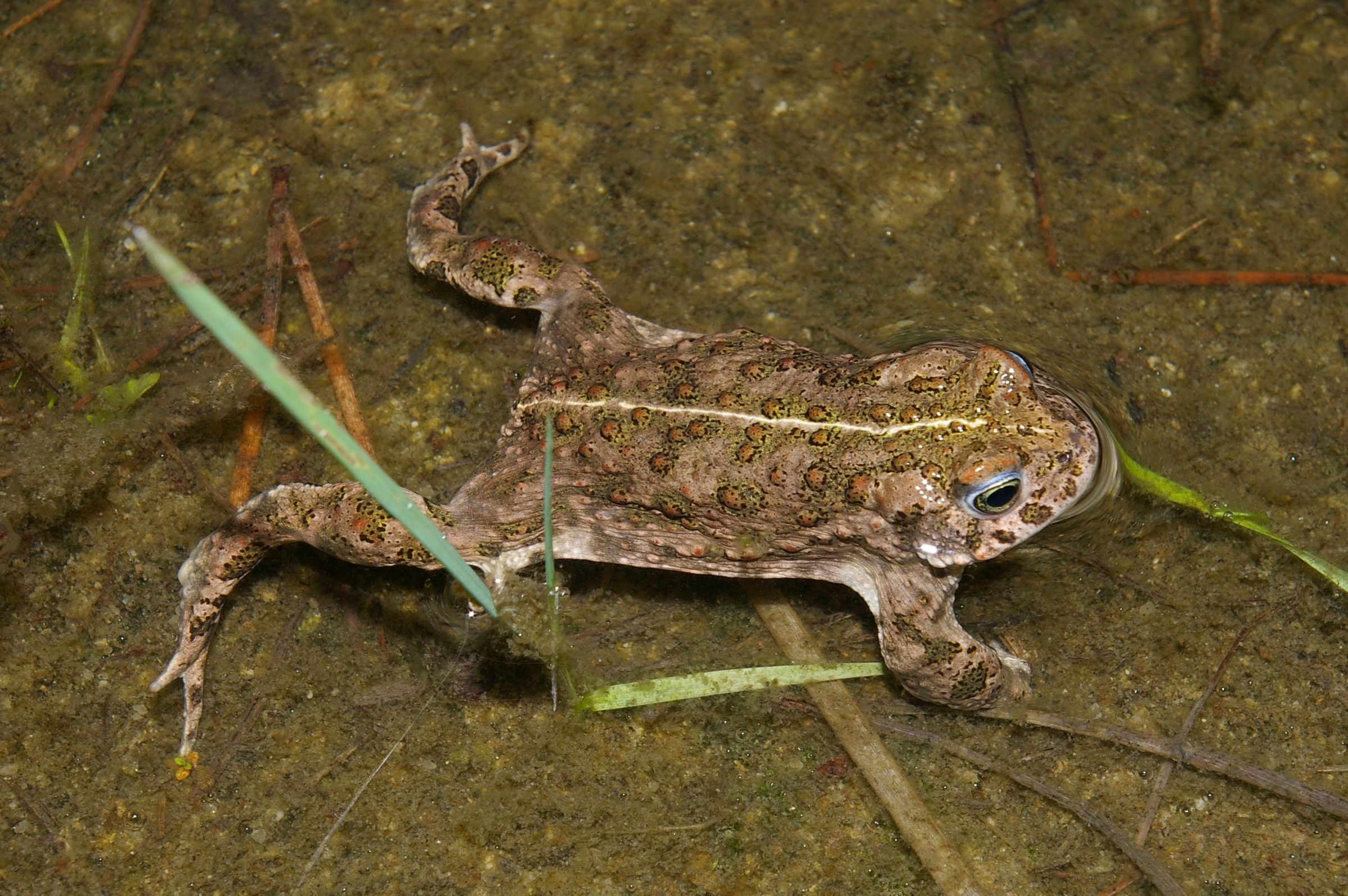 Eine Kröt mit einer grünlich-braun marmorierten und warzigen Haut und einem gelblichen Streifen auf dem Rücken. Die Kreuzkröte ist eine der Tierarten, die im Sand leben. (Foto: Andreas Niedling).