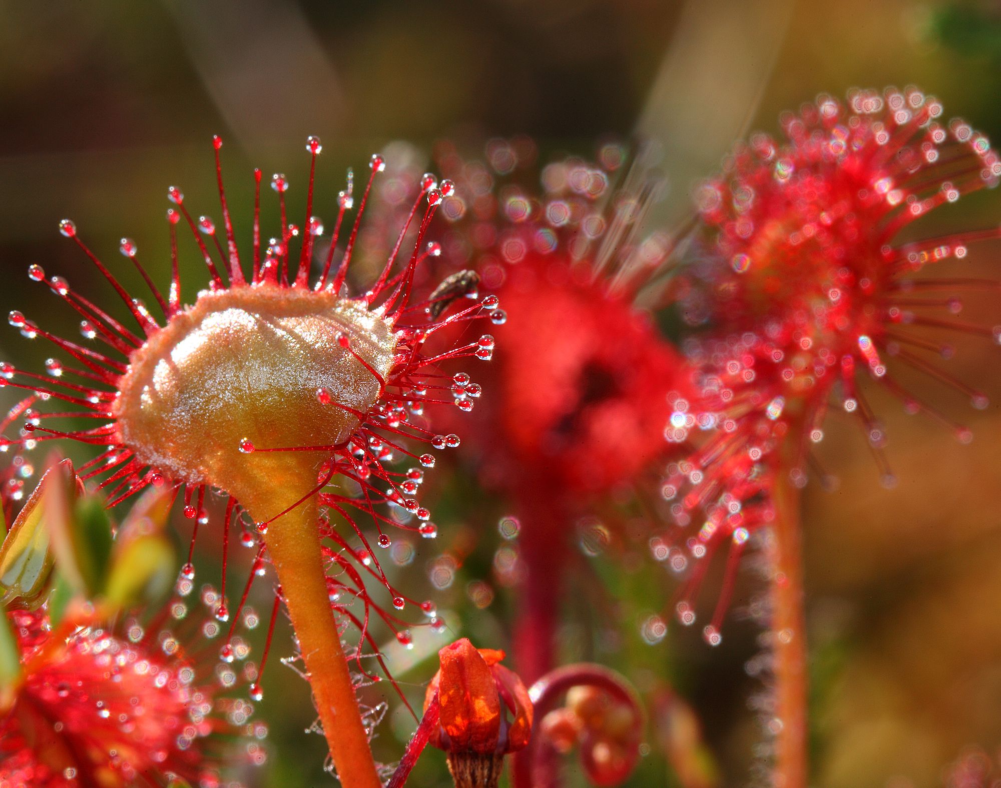 Rote Tentakel des Rundblättrigen Sonnentaus mit roten Fäden mit roten Tropfen am Ende. Der Rundblättrige Sonnentau gehört zu den Pflanzen, die im Sand leben. (Foto: Wolfgang Willner)