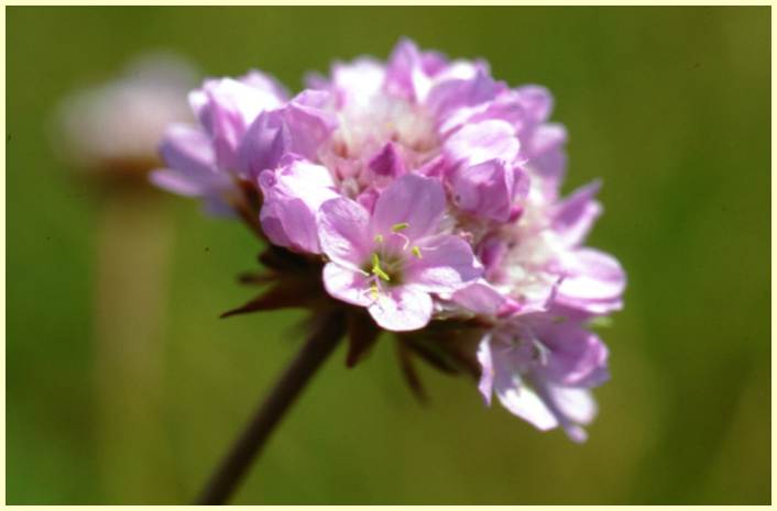 Eine rosa Blume mit vielen einzelnen Blüten. Die Sandgrasnelke gehört zu den Pflanzen, die im Sand wachsen. (Foto: Archiv Sandachse)