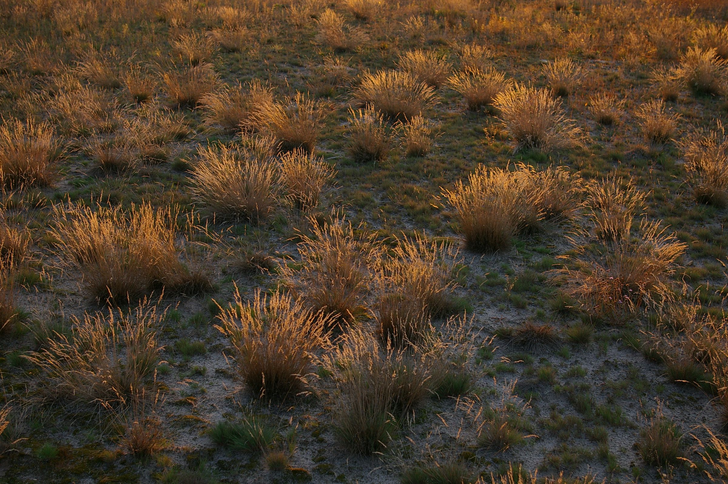 Kurze Grasbüschel auf einem sandigen Boden. Das Silbergras ist eine der Pflanzen, die im Sand wachsen. (Foto: Andreas Niedling)
