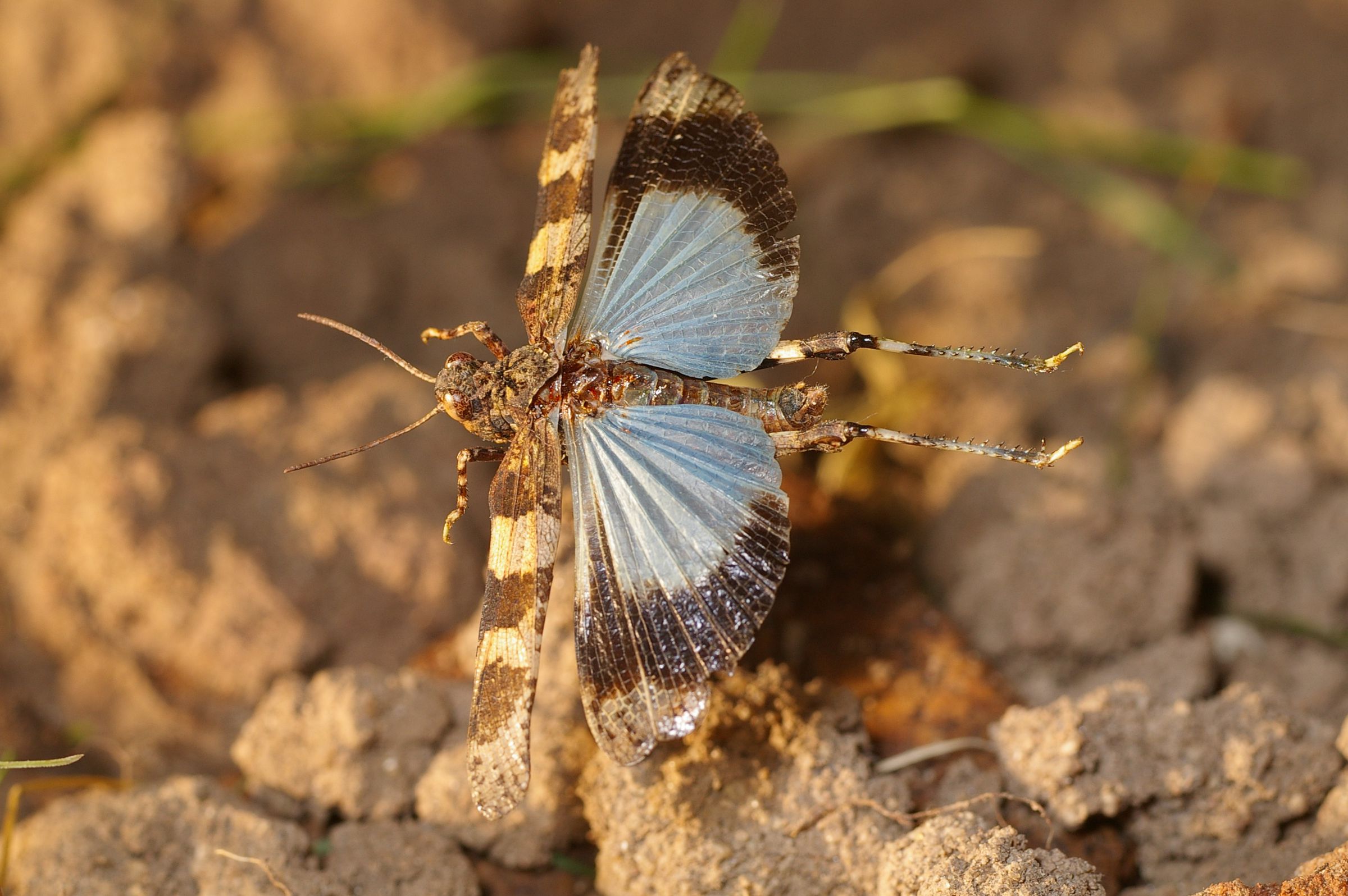 Eine braun-beige Schrecke mit braun-blauen Flügeln. Die Ödlandschrecke gehört zu den Sand-Spezialisten. (Foto: Andreas Niedling)