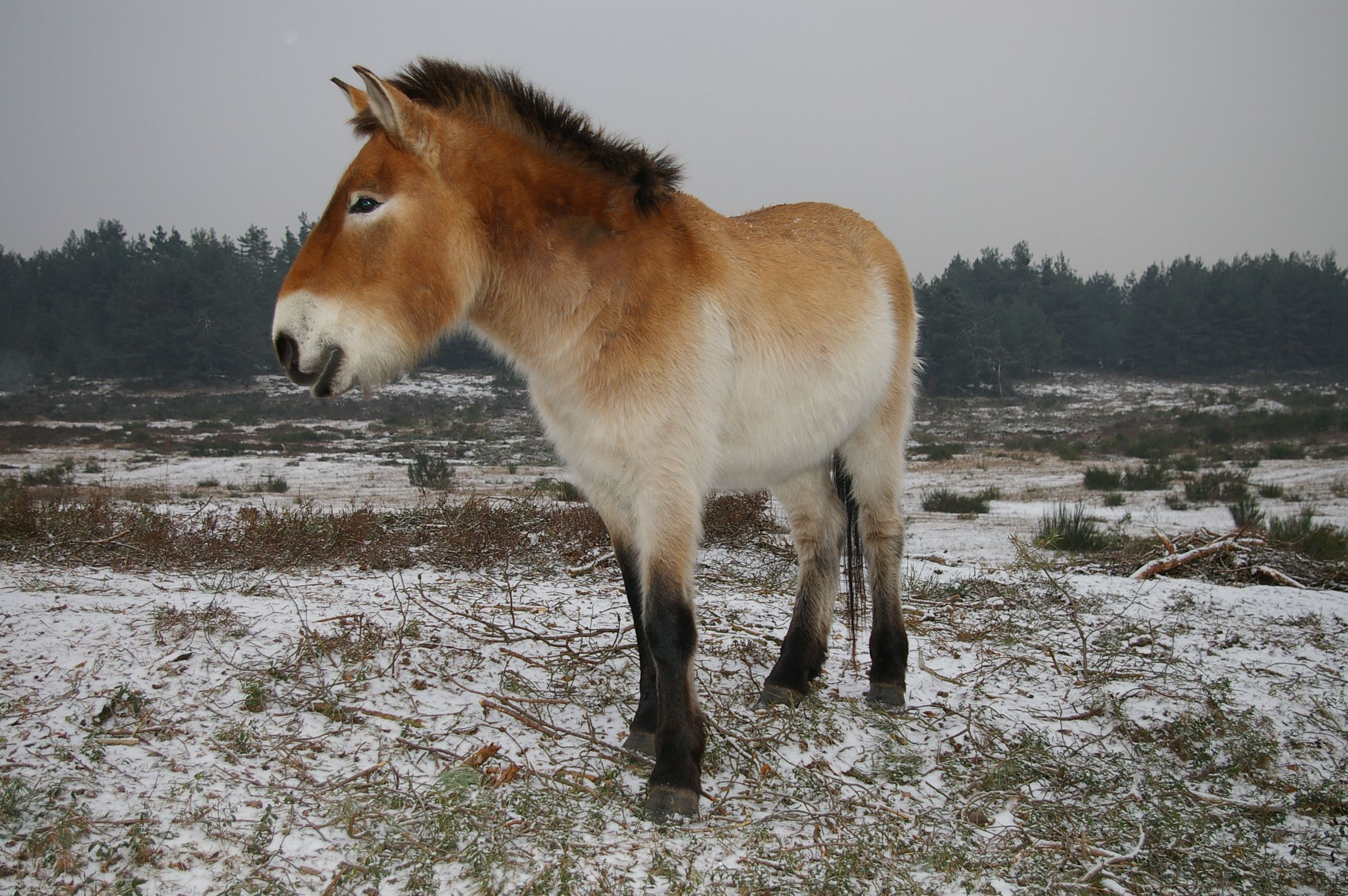 Ein braun-beiges Pferd mit schwarzen Beinen, schwarzer Mähne und schwarzem Schweif steht auf einer verschneiten Wiese. Przewalski-Hengste leben in jungen Jahren als Gruppe zusammen. (Foto: Andreas Niedling)