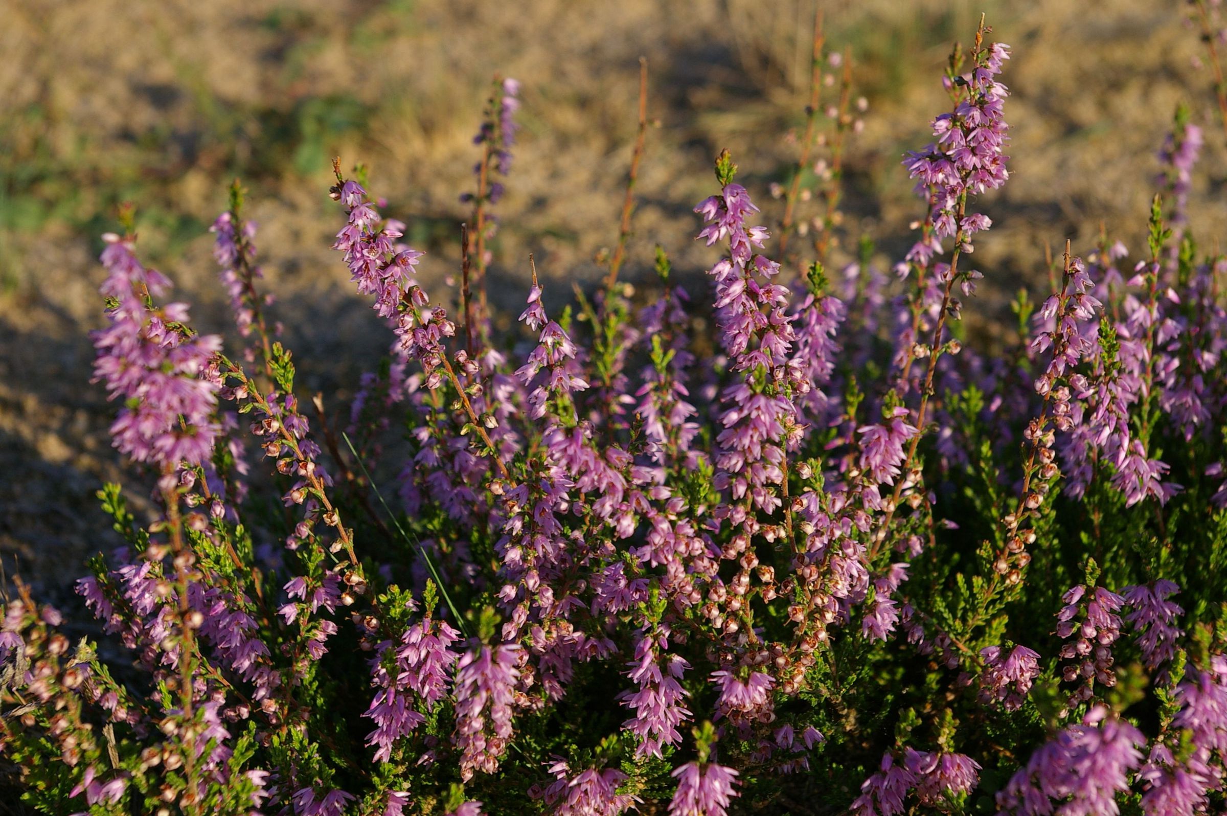 Nahaufnahme eine blühenden Heidekrauts. Eine typische Pflanze in der Sandachse Franken. (Foto: Archiv Sandachse)