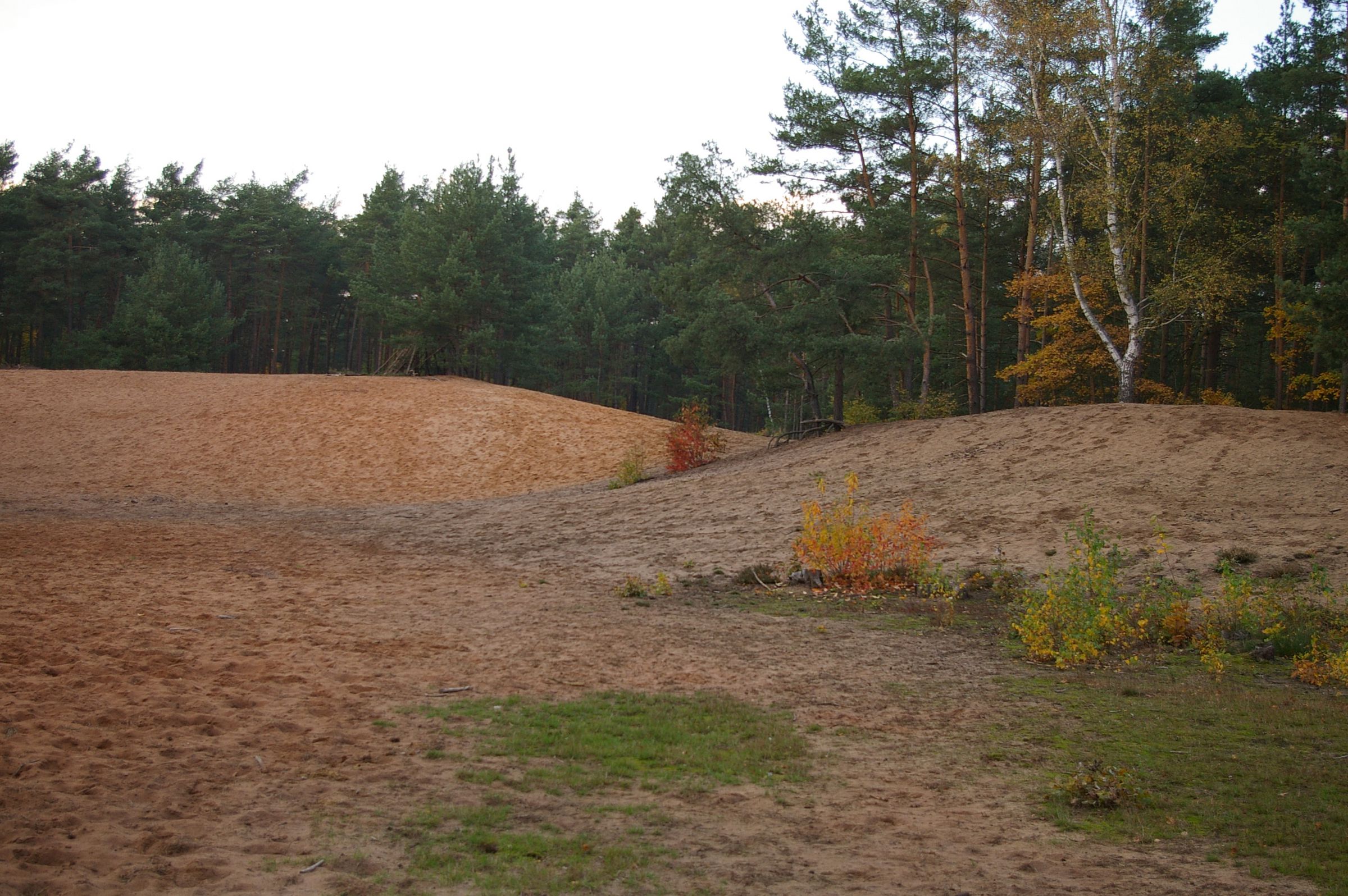 Eine hügelige Sandlandschaft vor Kiefernwald. Landschaften wie diese sind typisch für die Sandachse Franken. (Foto: Andreas Niedling)