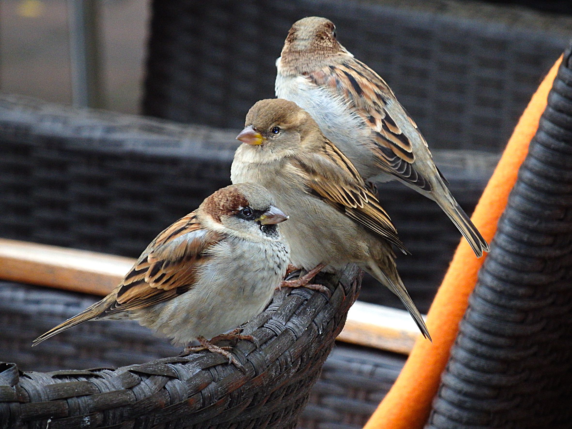Drei Spatzen sitzen im Straßencafé auf einer Stuhllehne. Viele Wildtiere haben den Lebensraum Stadt für sich entdeckt. (Foto: Wolfgang Willner)